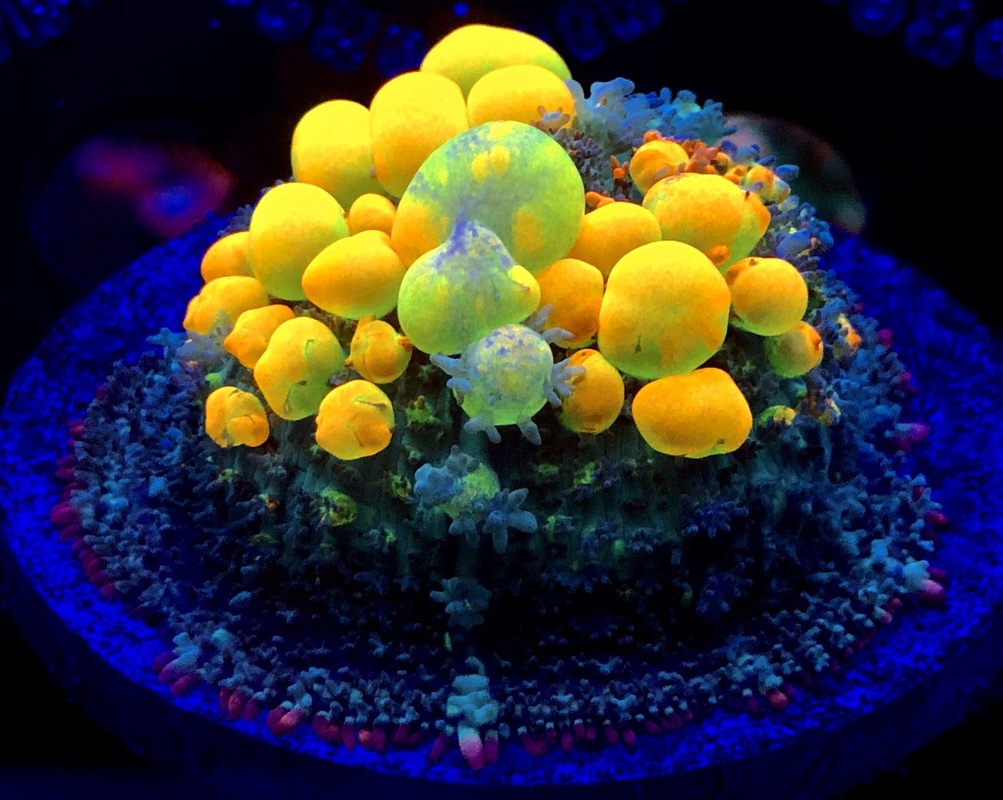 WWC OG Bounce Mushroom