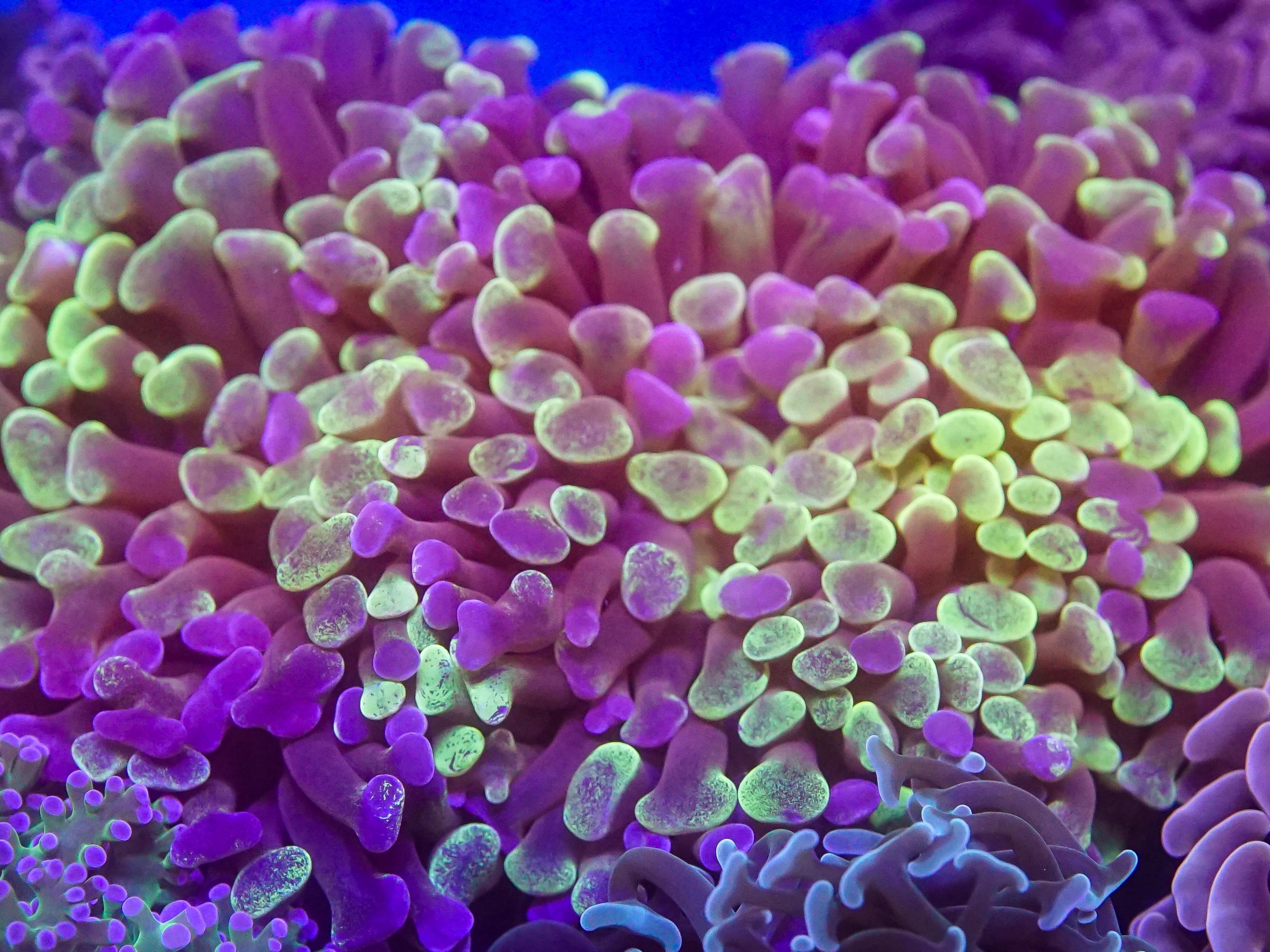 Green Blotchy Hammer (EA#99)