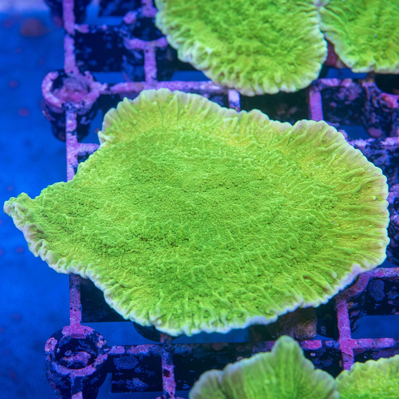 Frag - Montipora