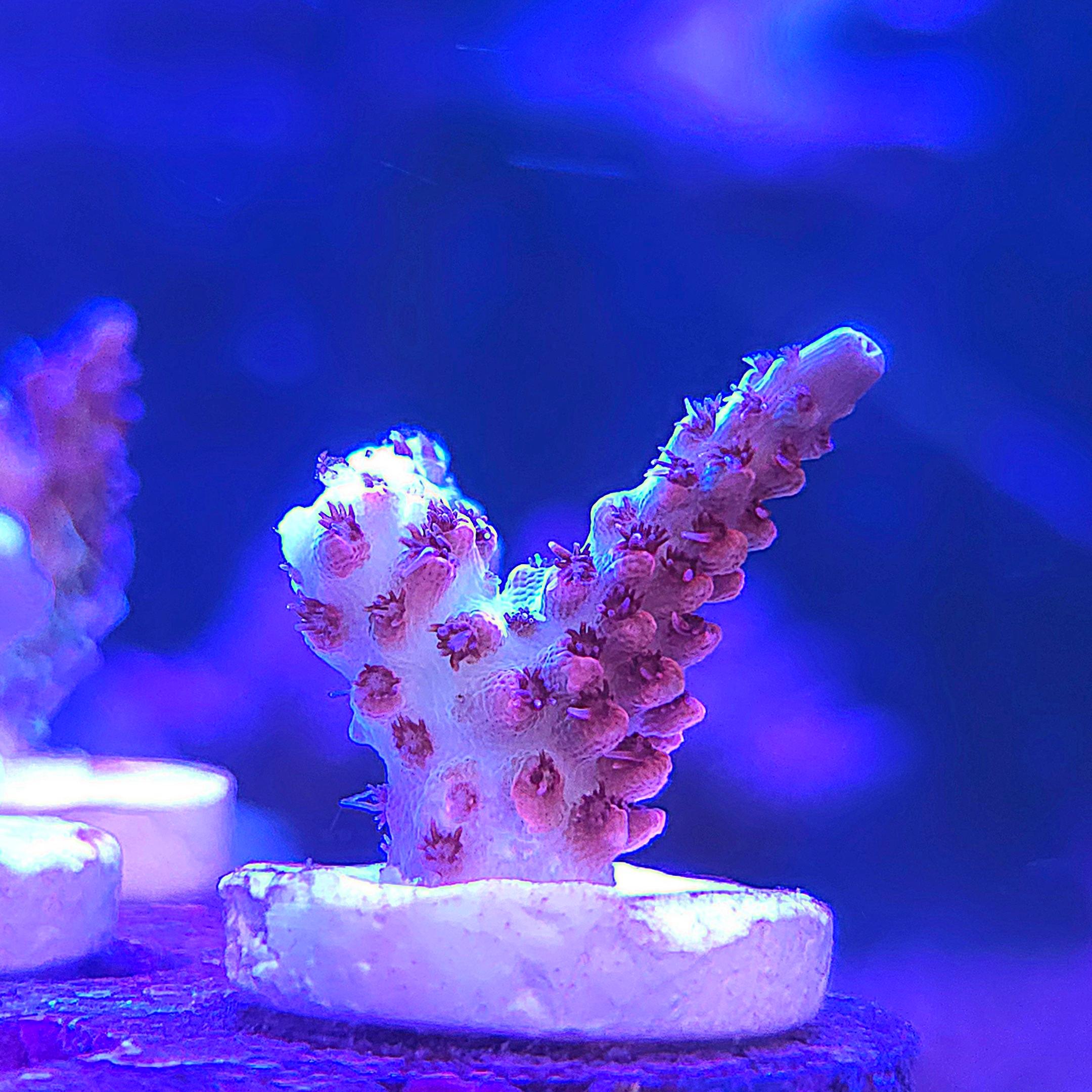 Cotton Candy Assassin