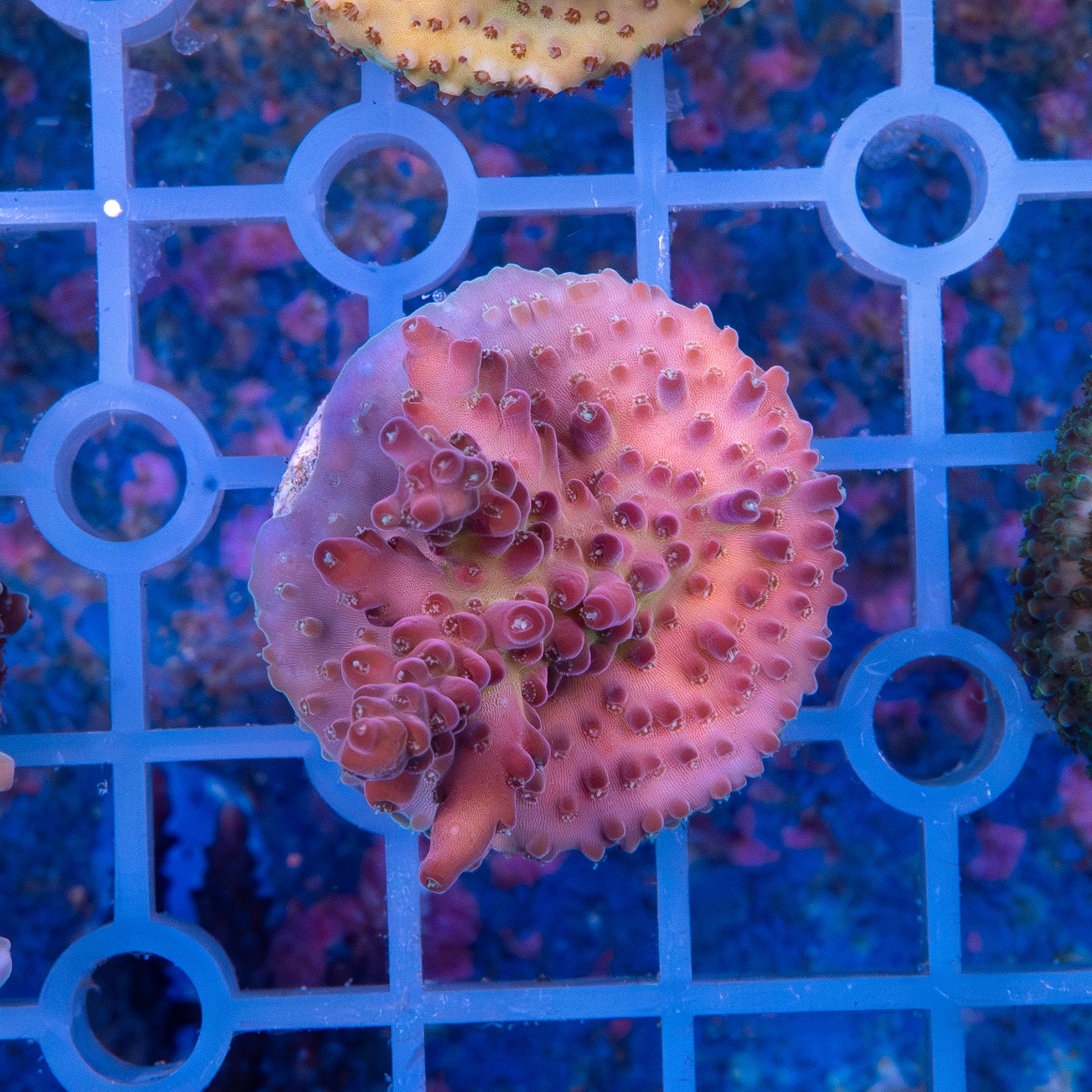 Frag - Acropora