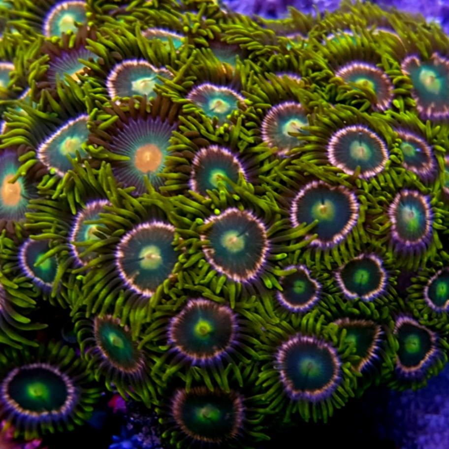 Zoa Frag