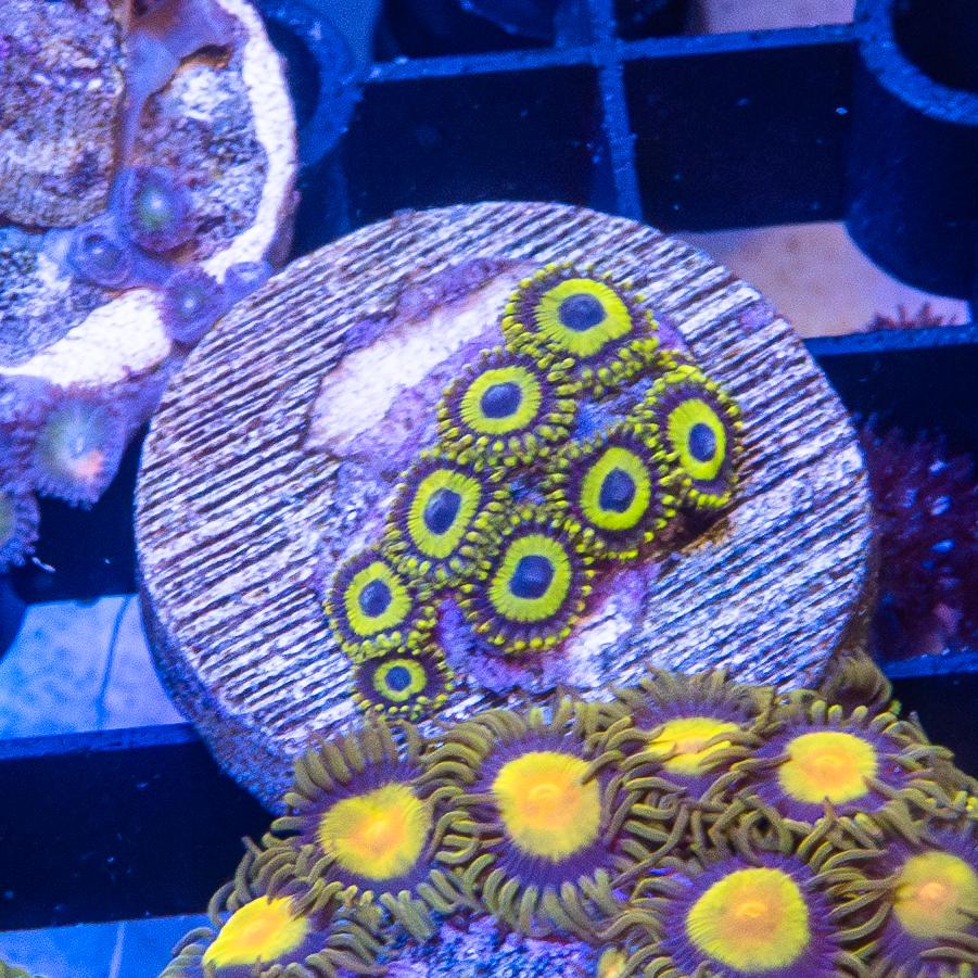 Frag - Zoanthids