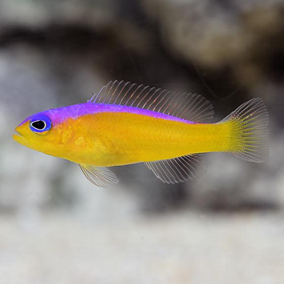 Diadema Dottyback