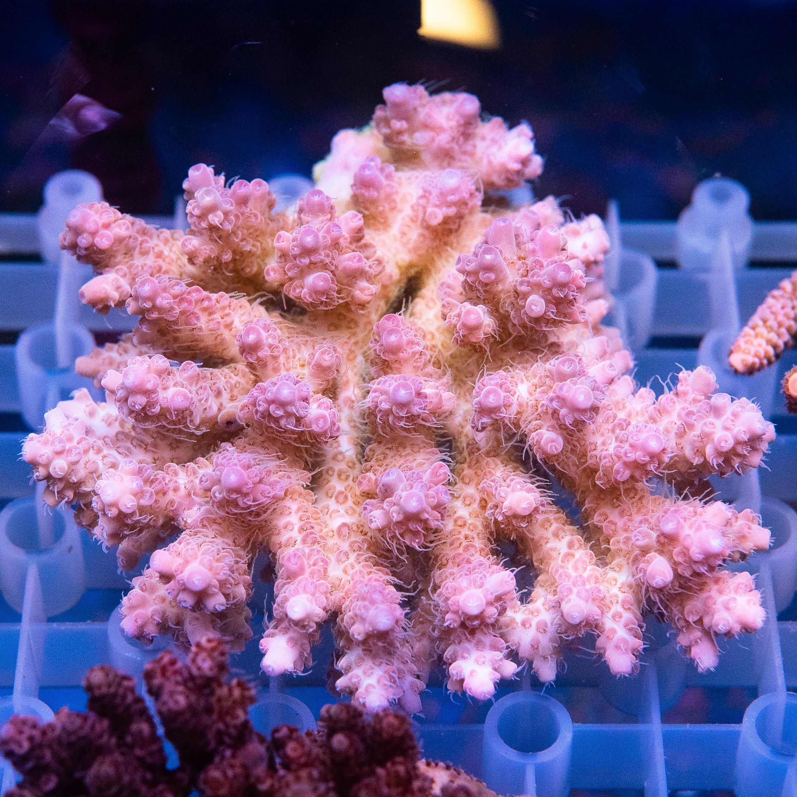 Acropora Colony (EA#427)