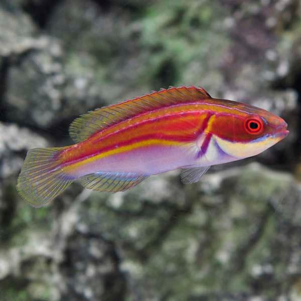 Laboutei Fairy Wrasse