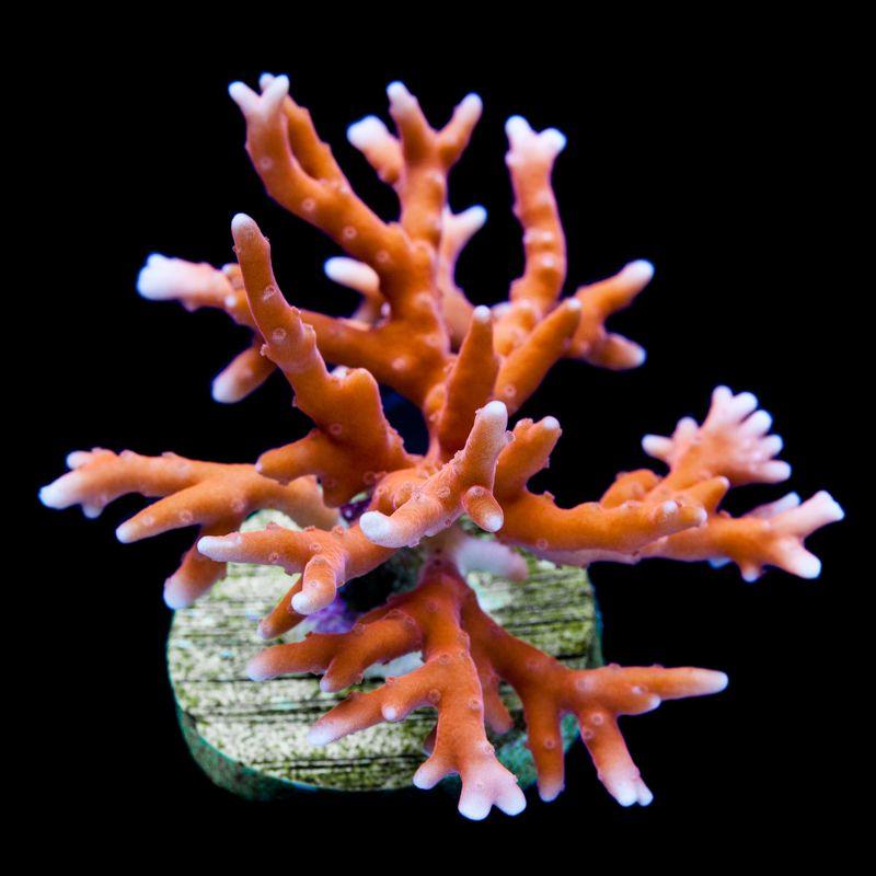 TNT Anacropora