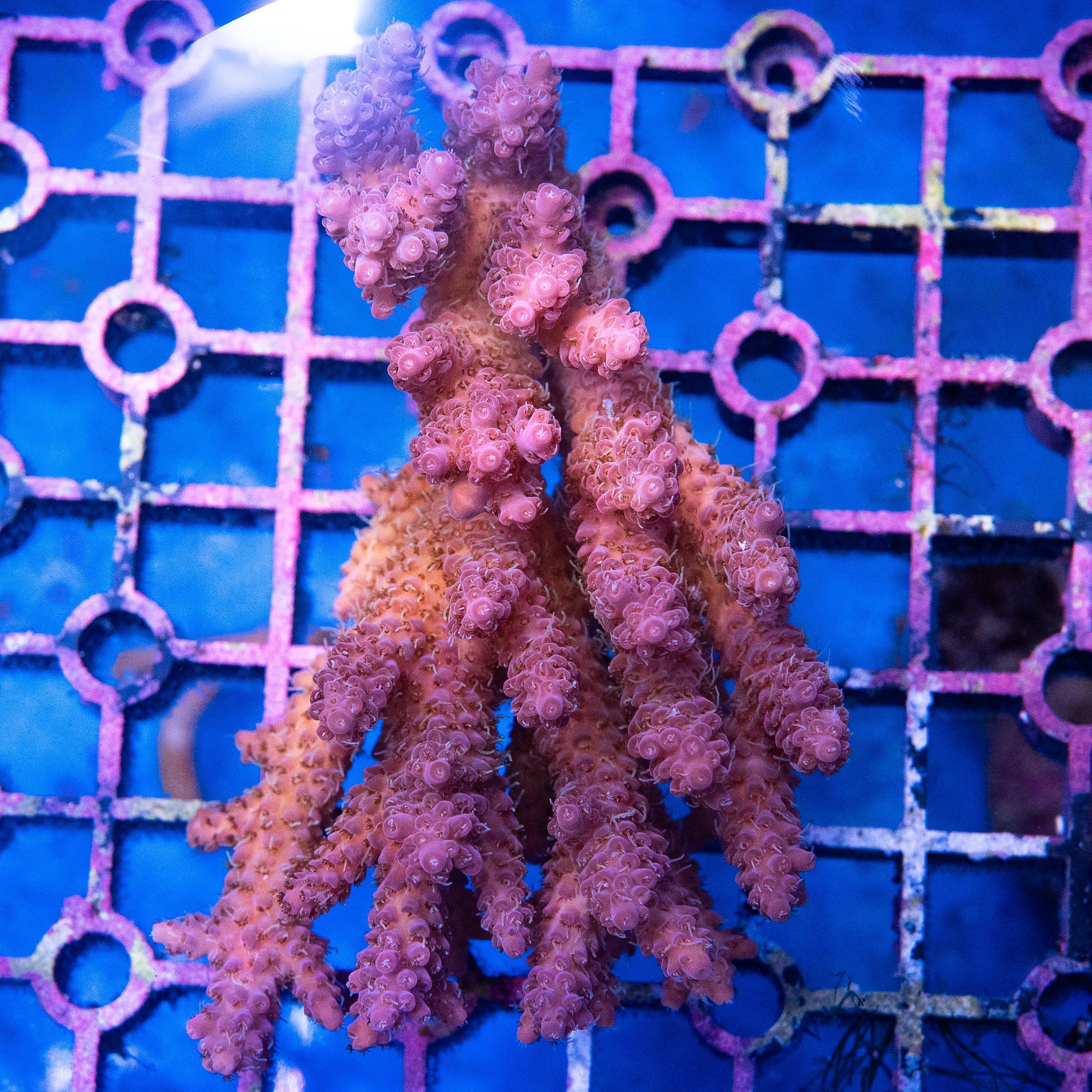 Acropora Colony (EA#398)