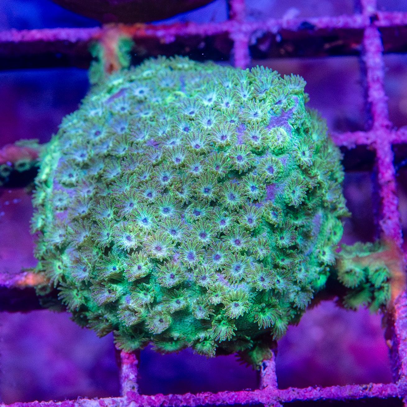 Frag - Stylocoeniella
