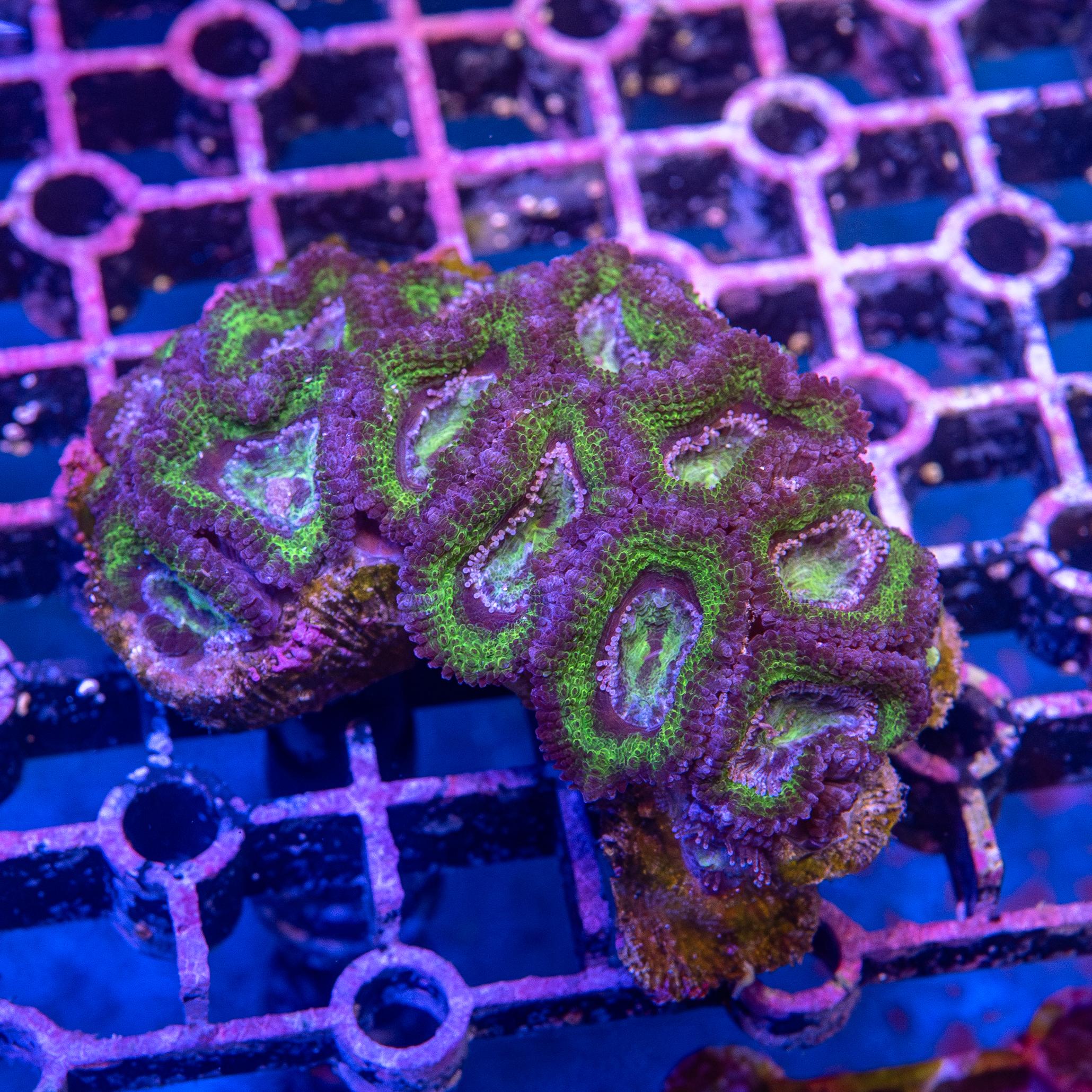 Micromussa lordhowensis (EA#172)