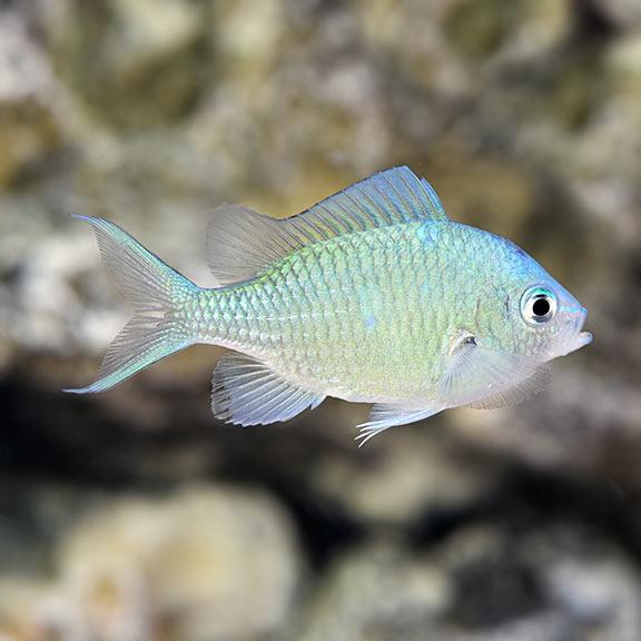 Chromis - Green