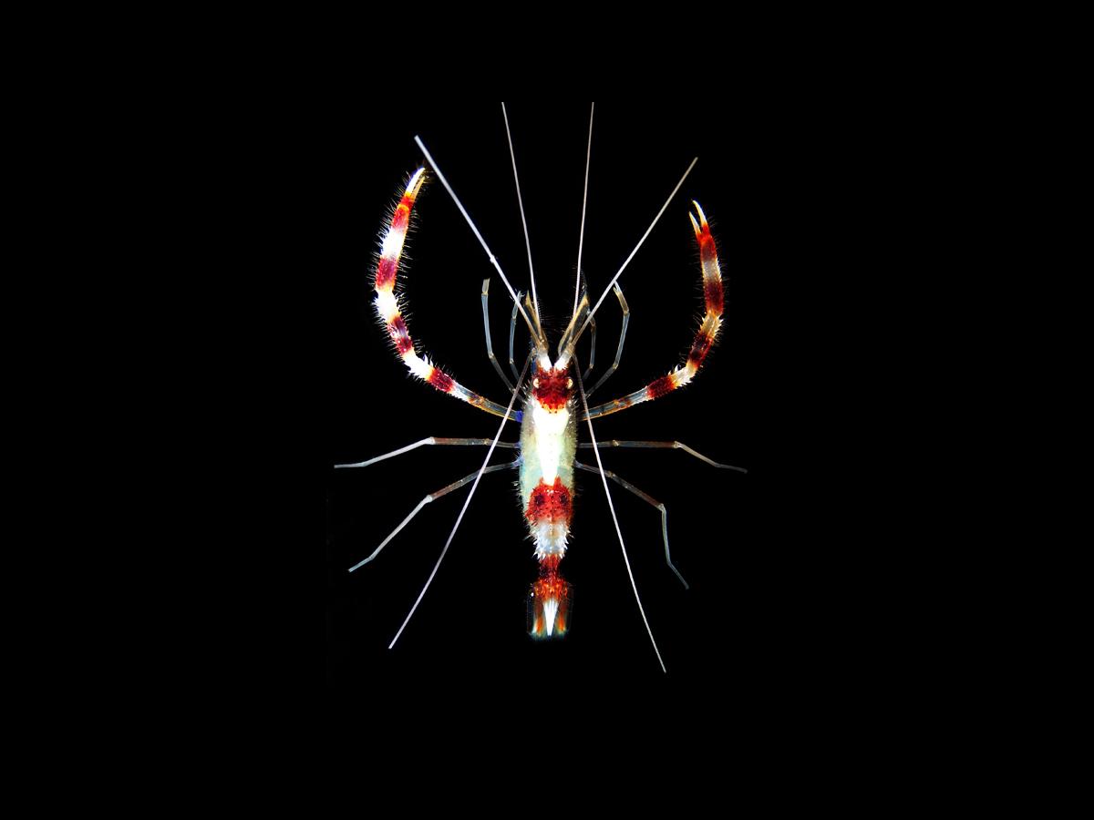Coral Banded Shrimp