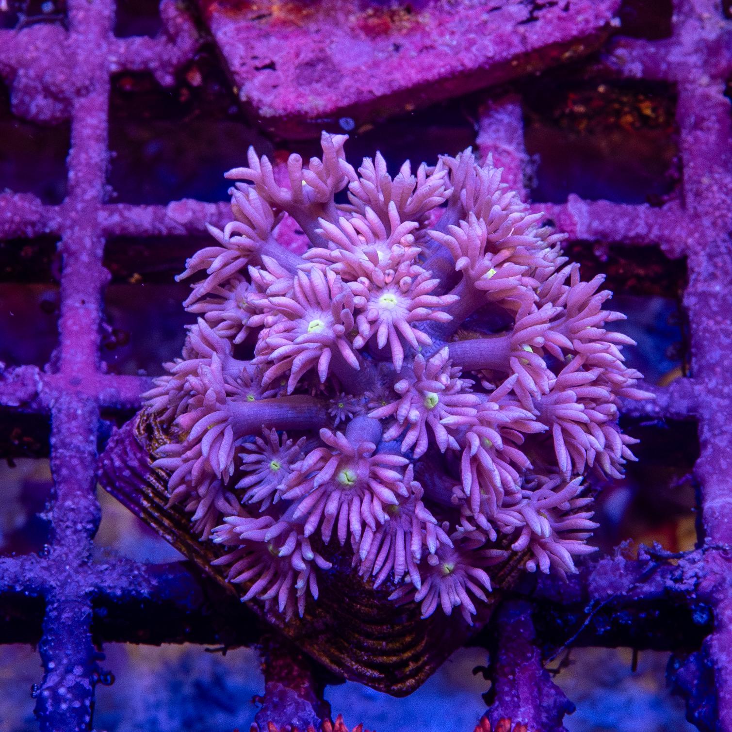 Frag - Goniopora