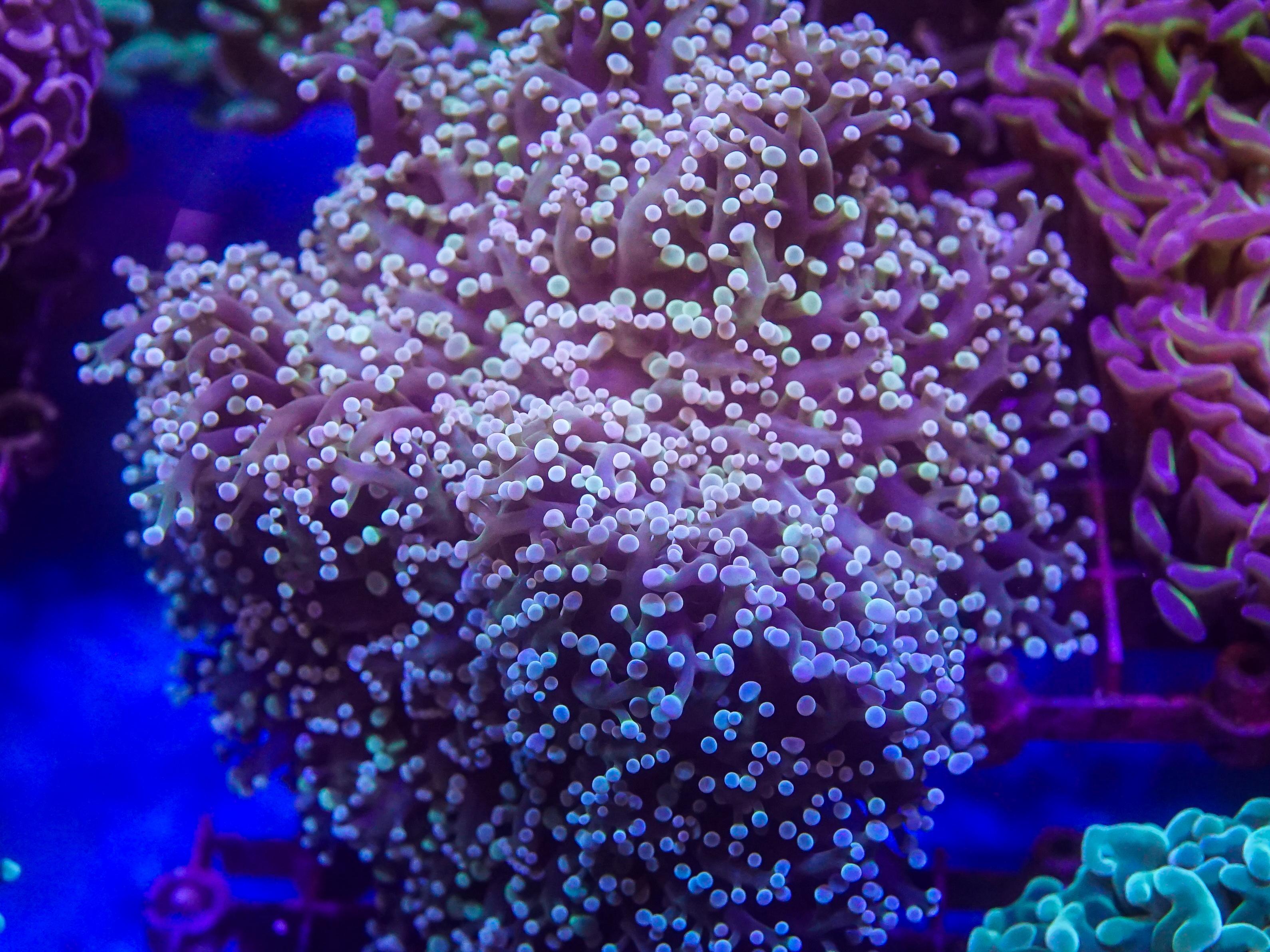 Frogspawn (EA#91)