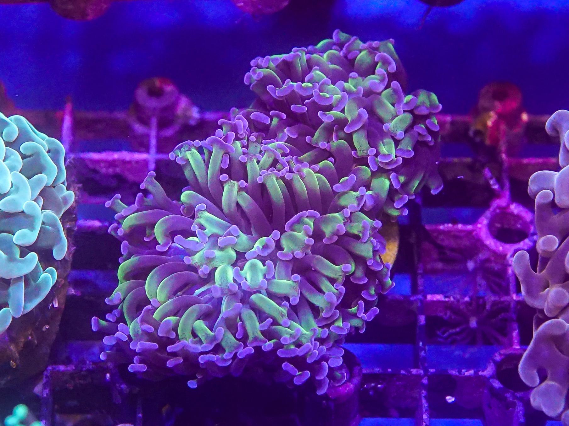 Reverse Hammer (EA#57)