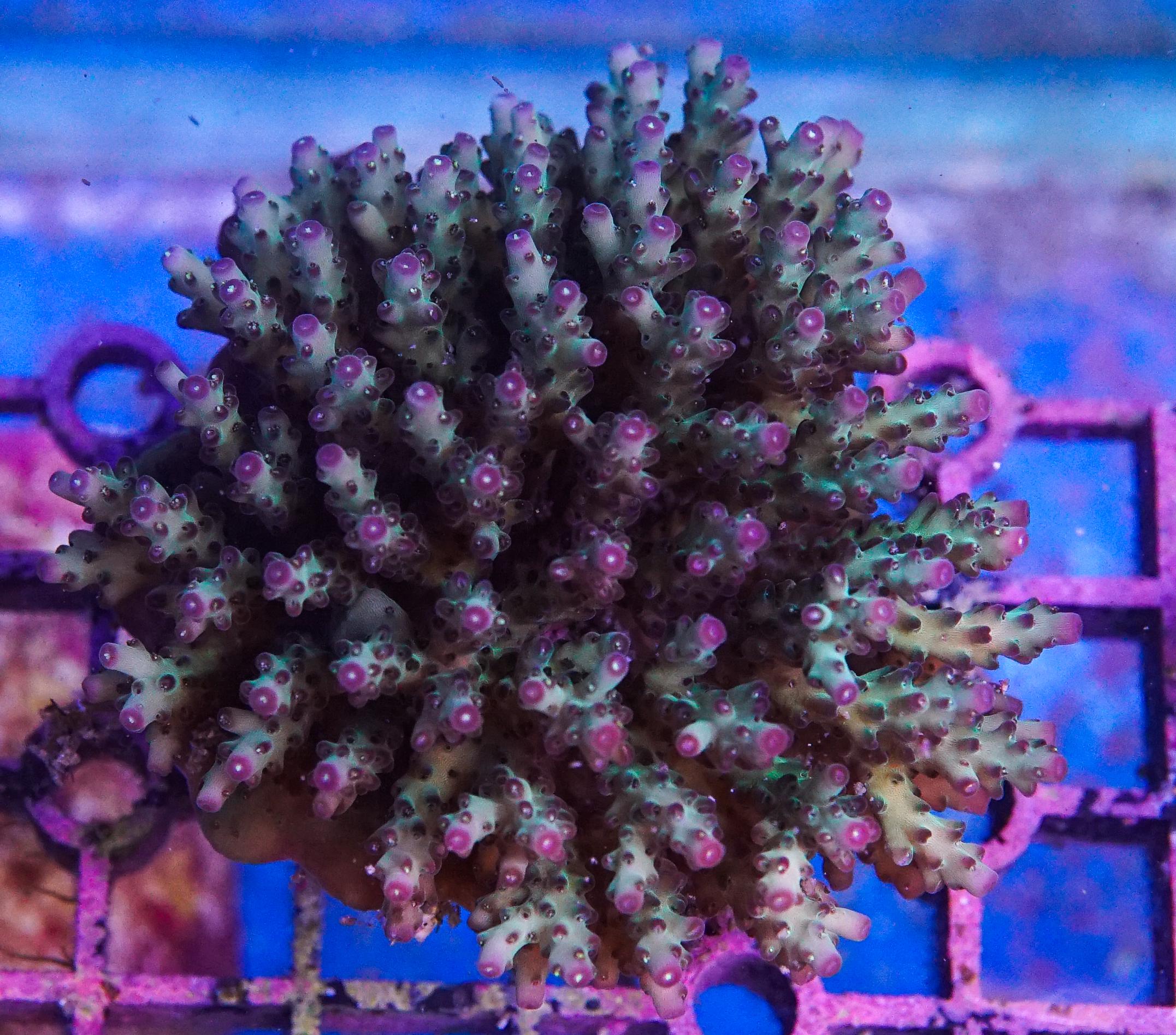 Acropora Colony (EA#392)