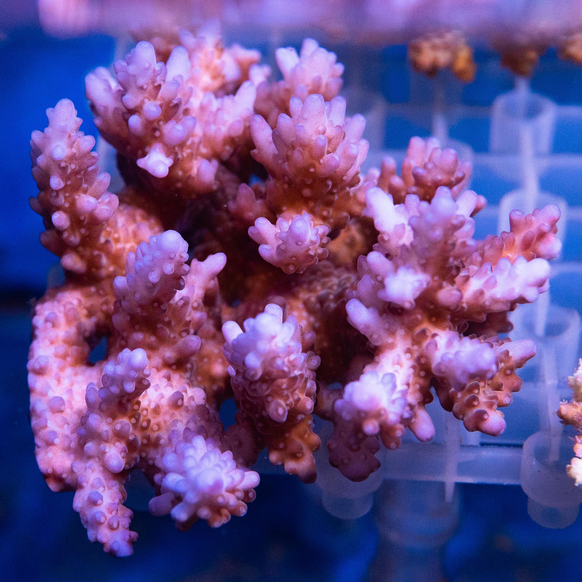 Acropora Colony (EA#441)