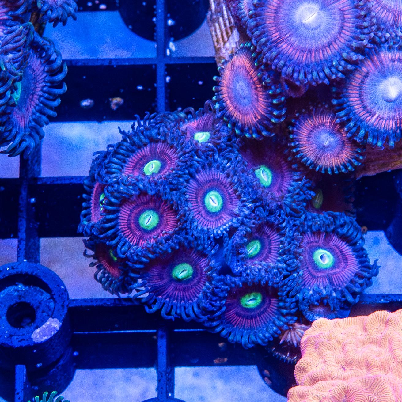 Frag - Zoanthids