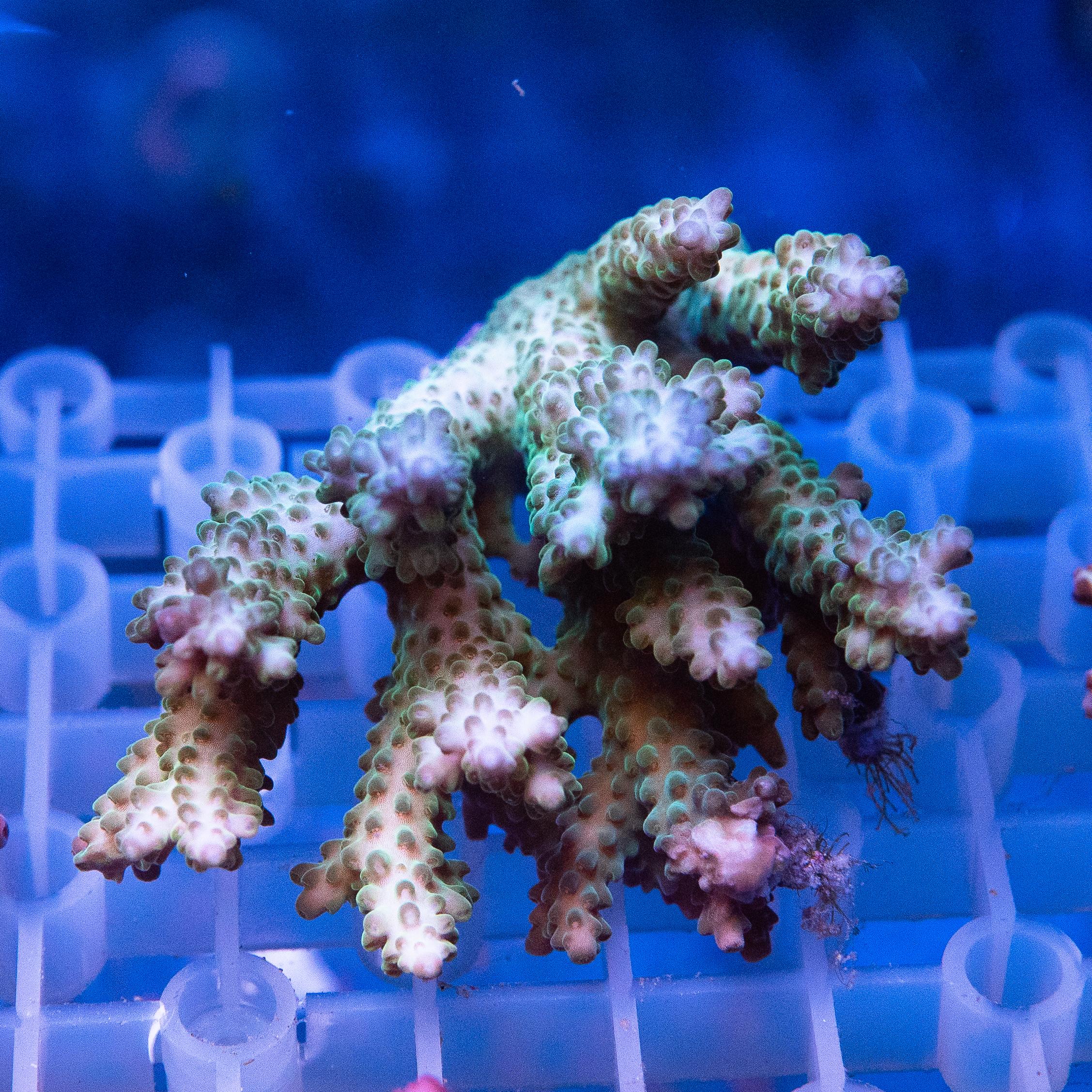 Acropora Colony (EA#439)