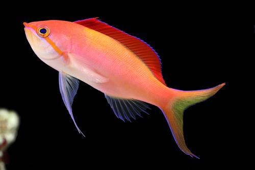 Dispar Anthias