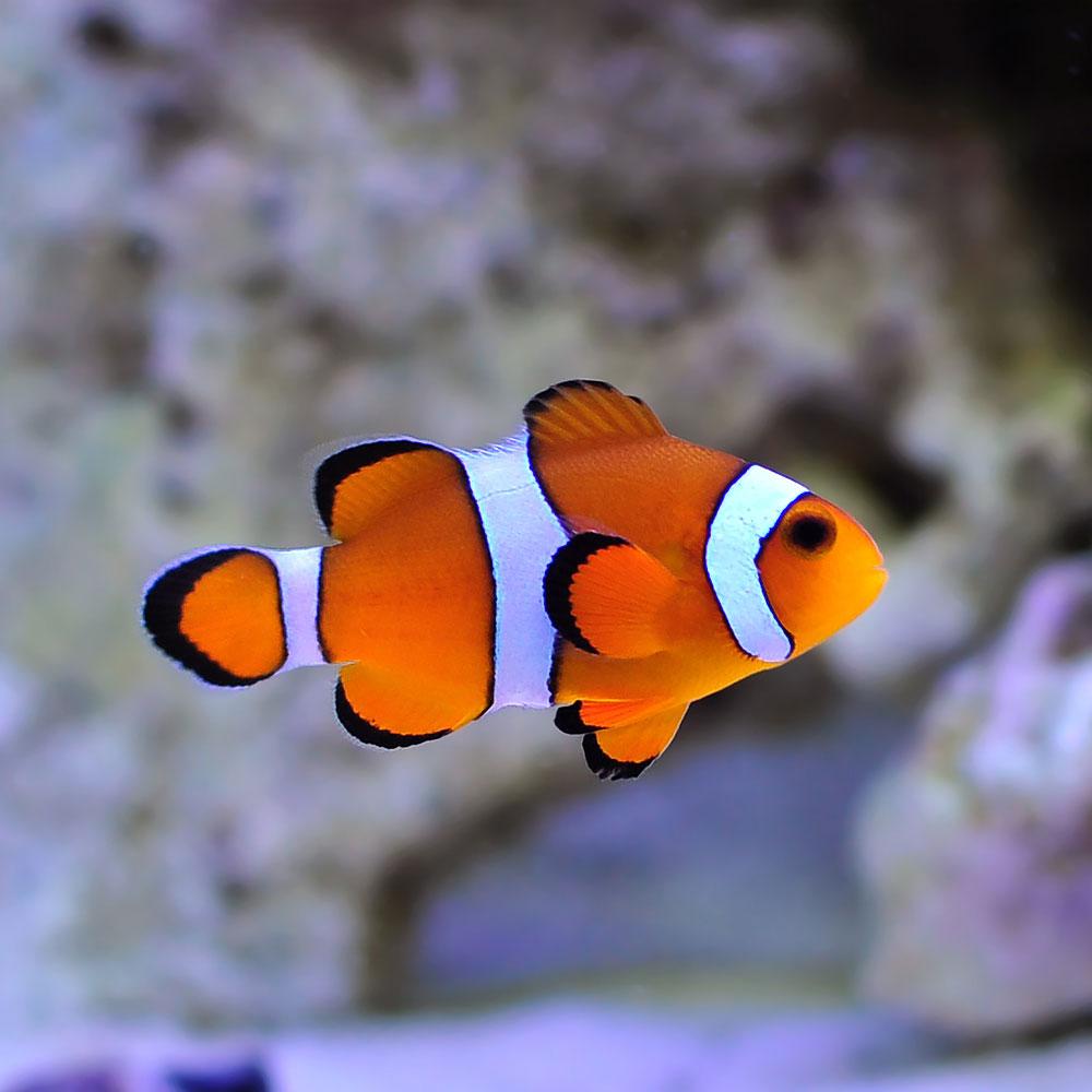 Ocellaris Clownfish (Orange & White)