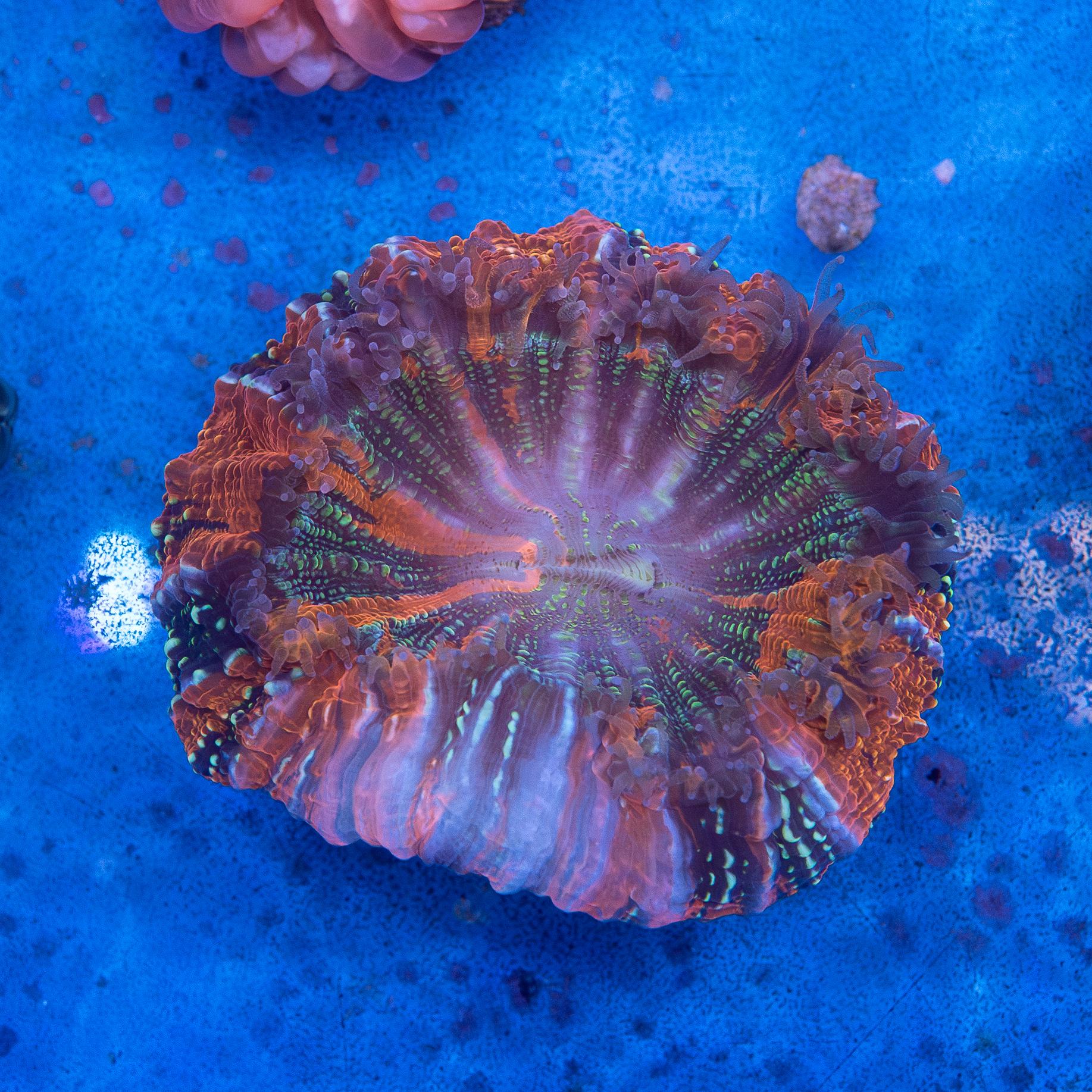 Acanthophyllia Deshayesiana (EA#206)