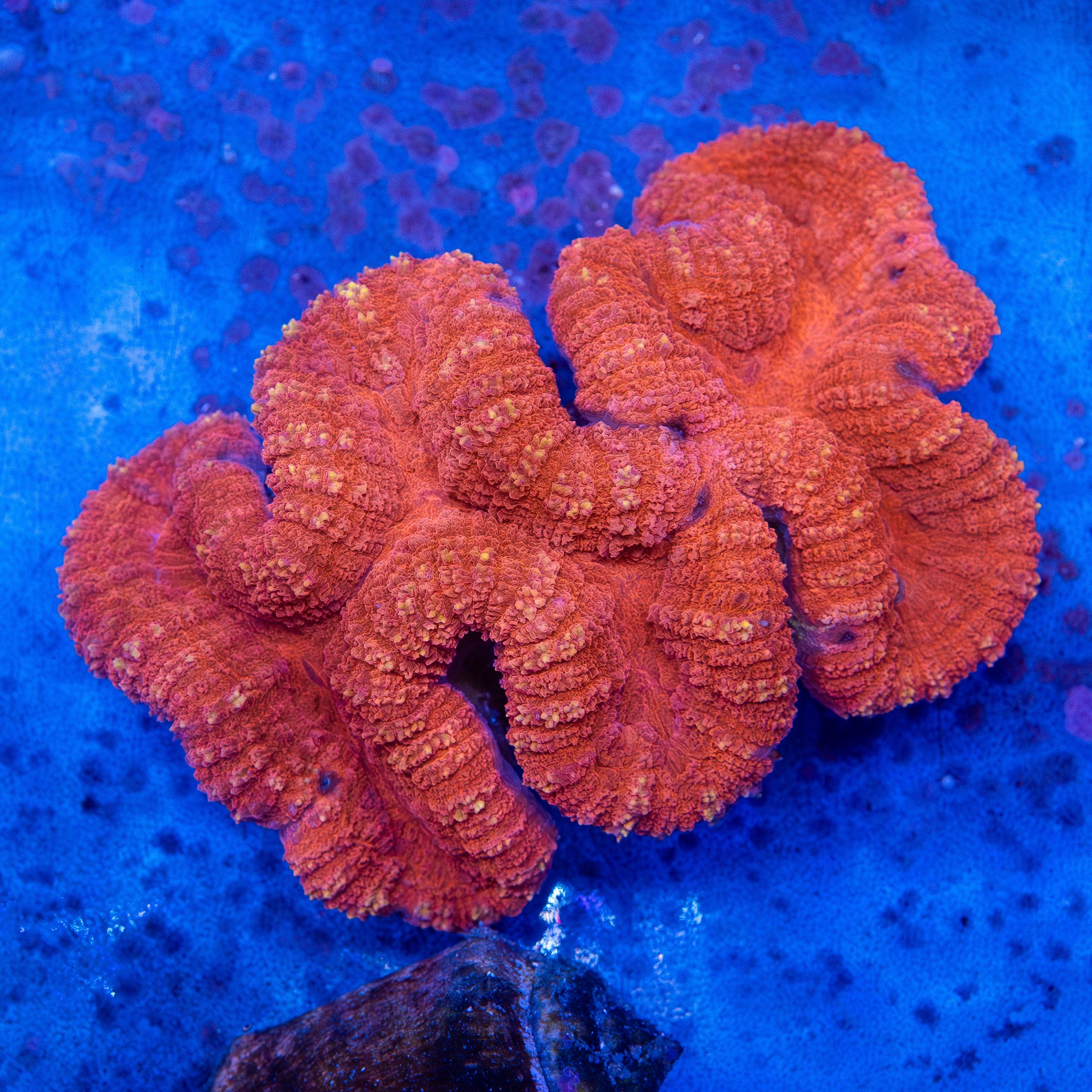 Lobophyllia (EA#224)