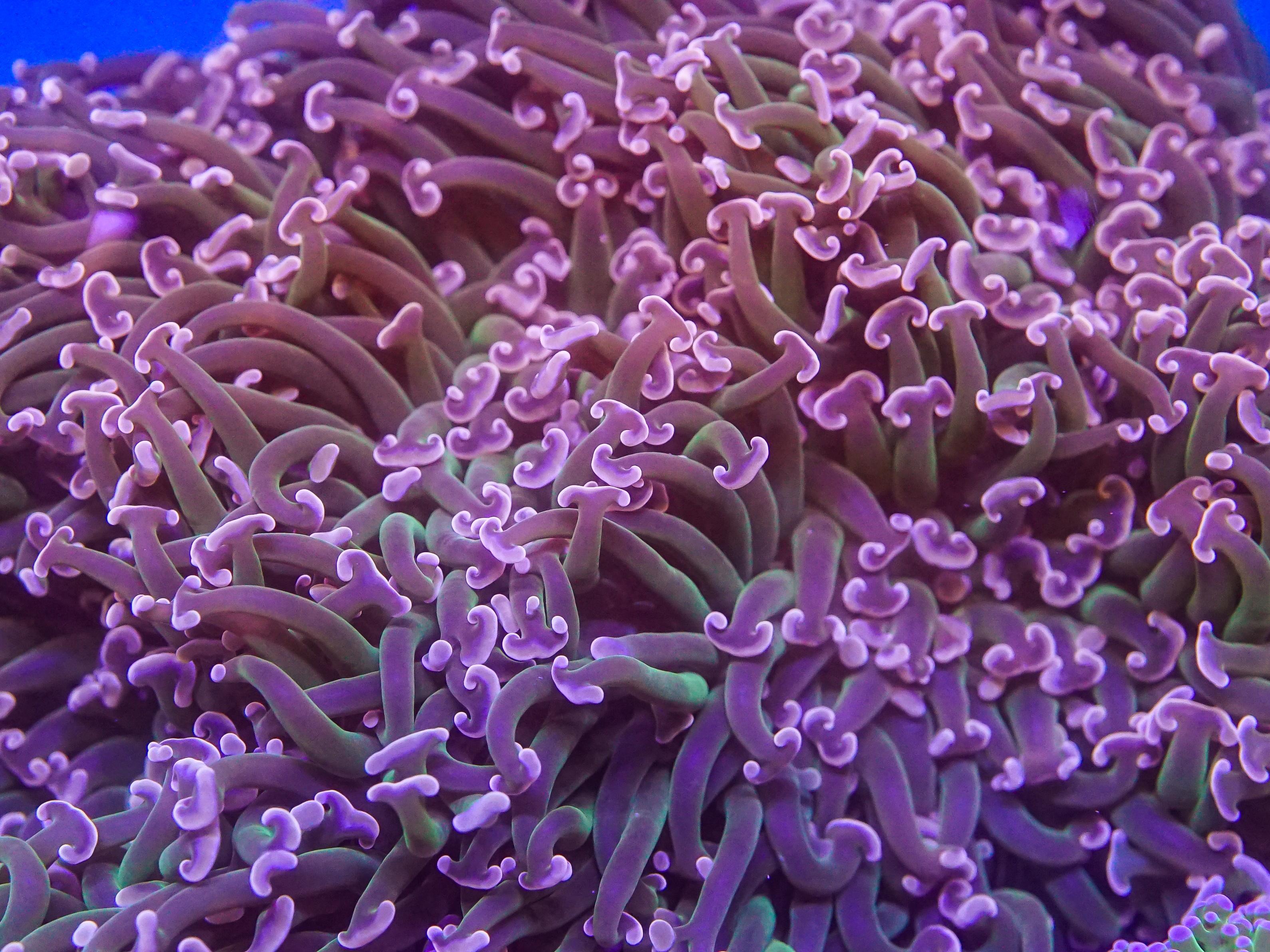 Reverse Hammer (EA#97)