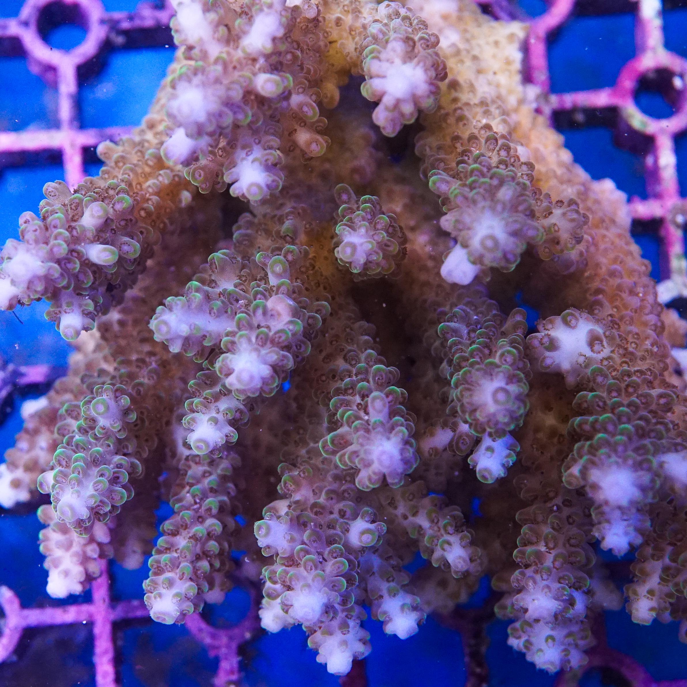 Acropora Colony (EA#399)