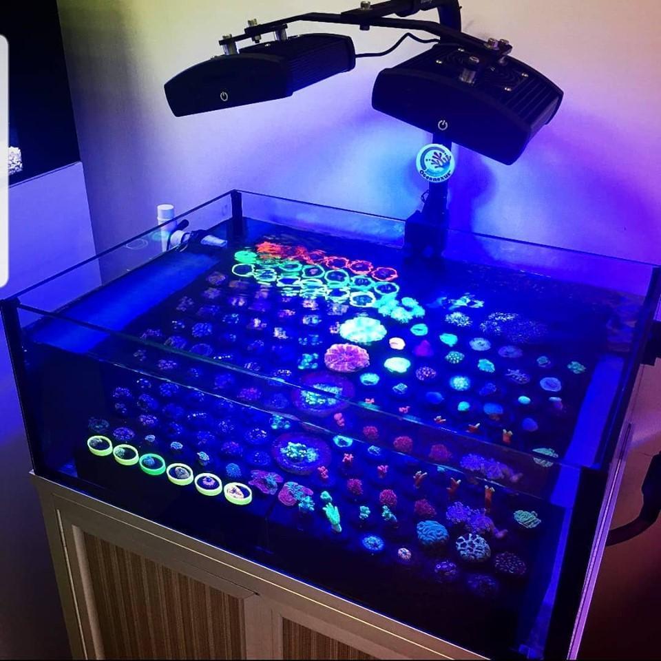 Dual Angled Mount + Rear Mounting Arm For Blaze X Mini 3