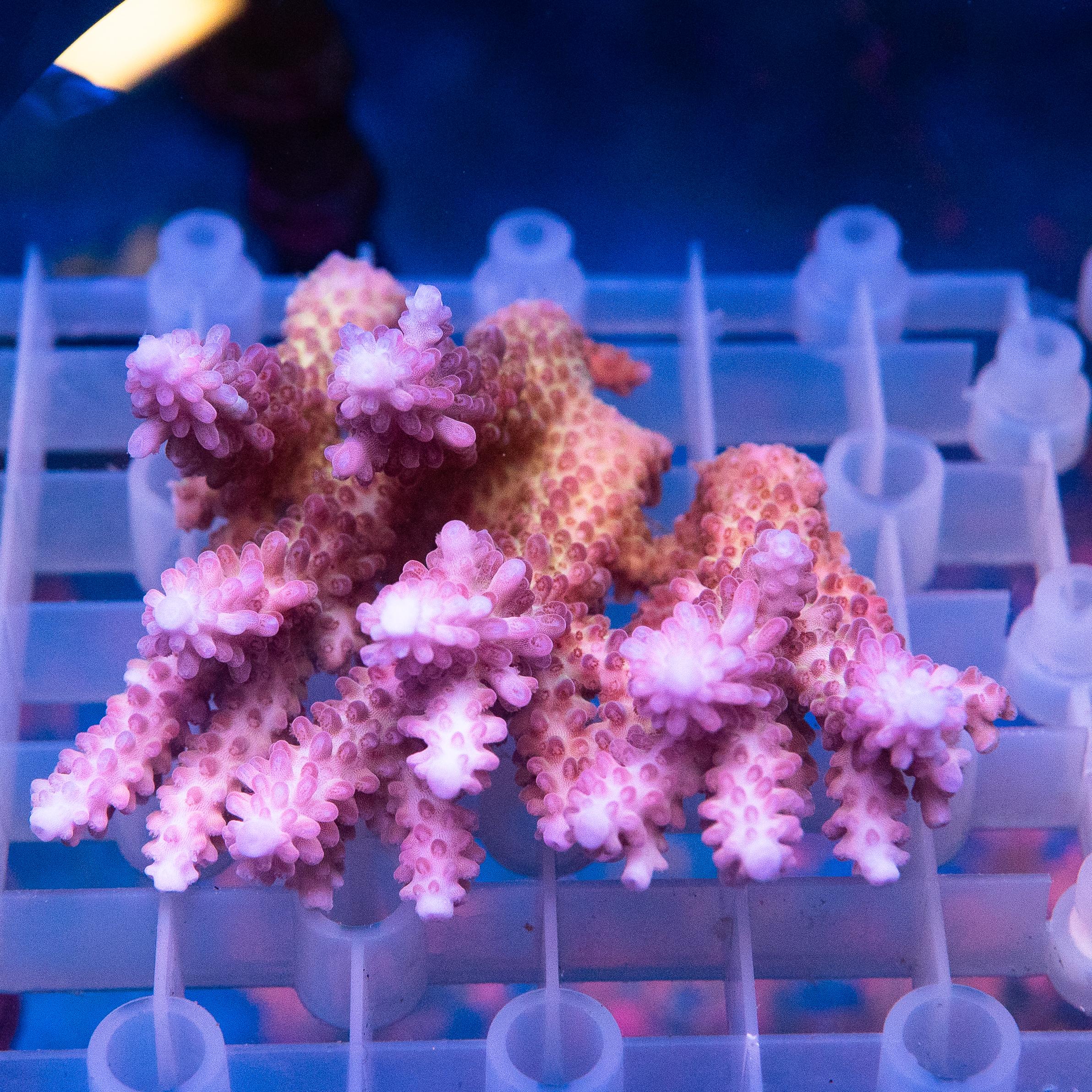 Acropora Colony (EA#430)