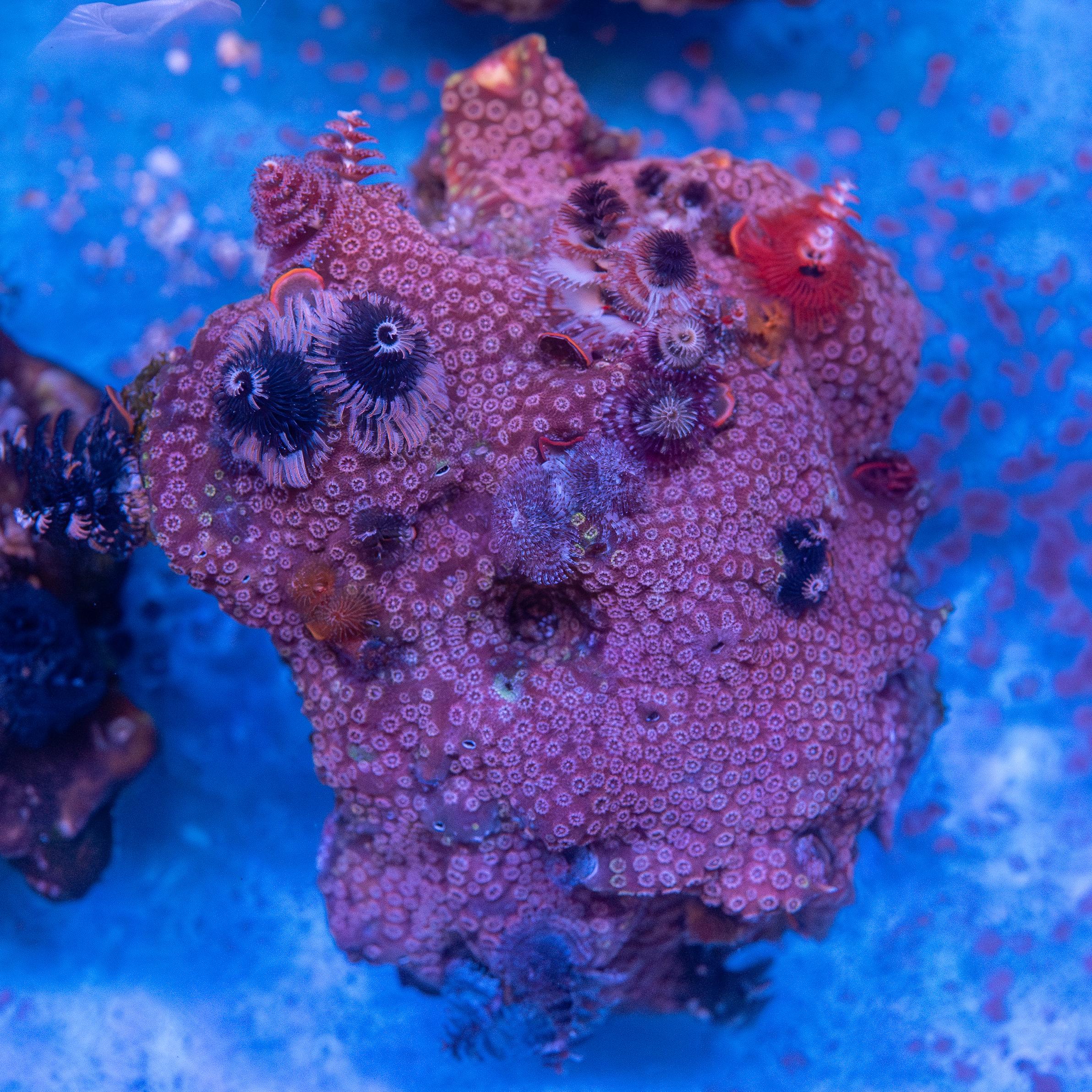 Christmas Tree Worm Rock (EA#165)