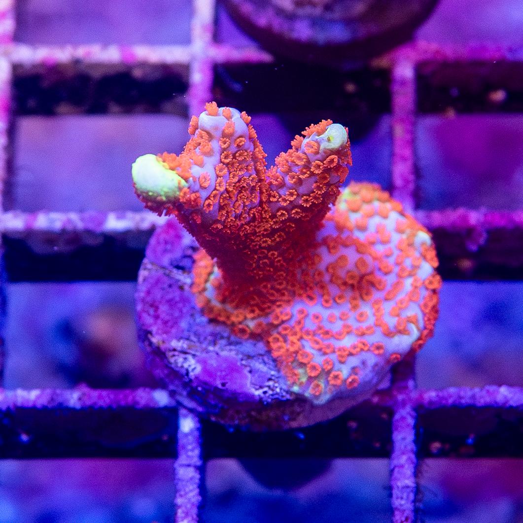 Frag - Bubblegum Digitata