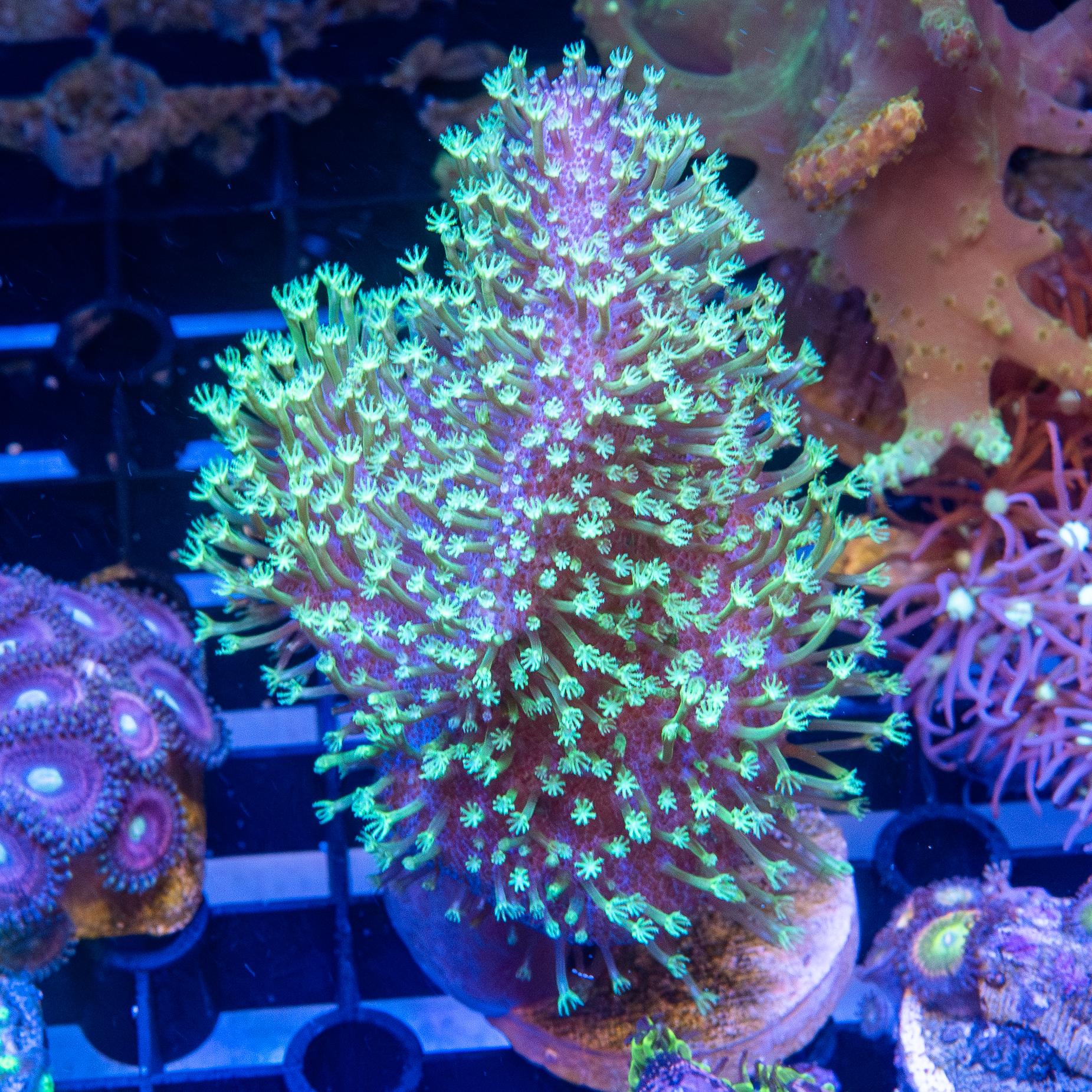 Frag - Toadstool Leather