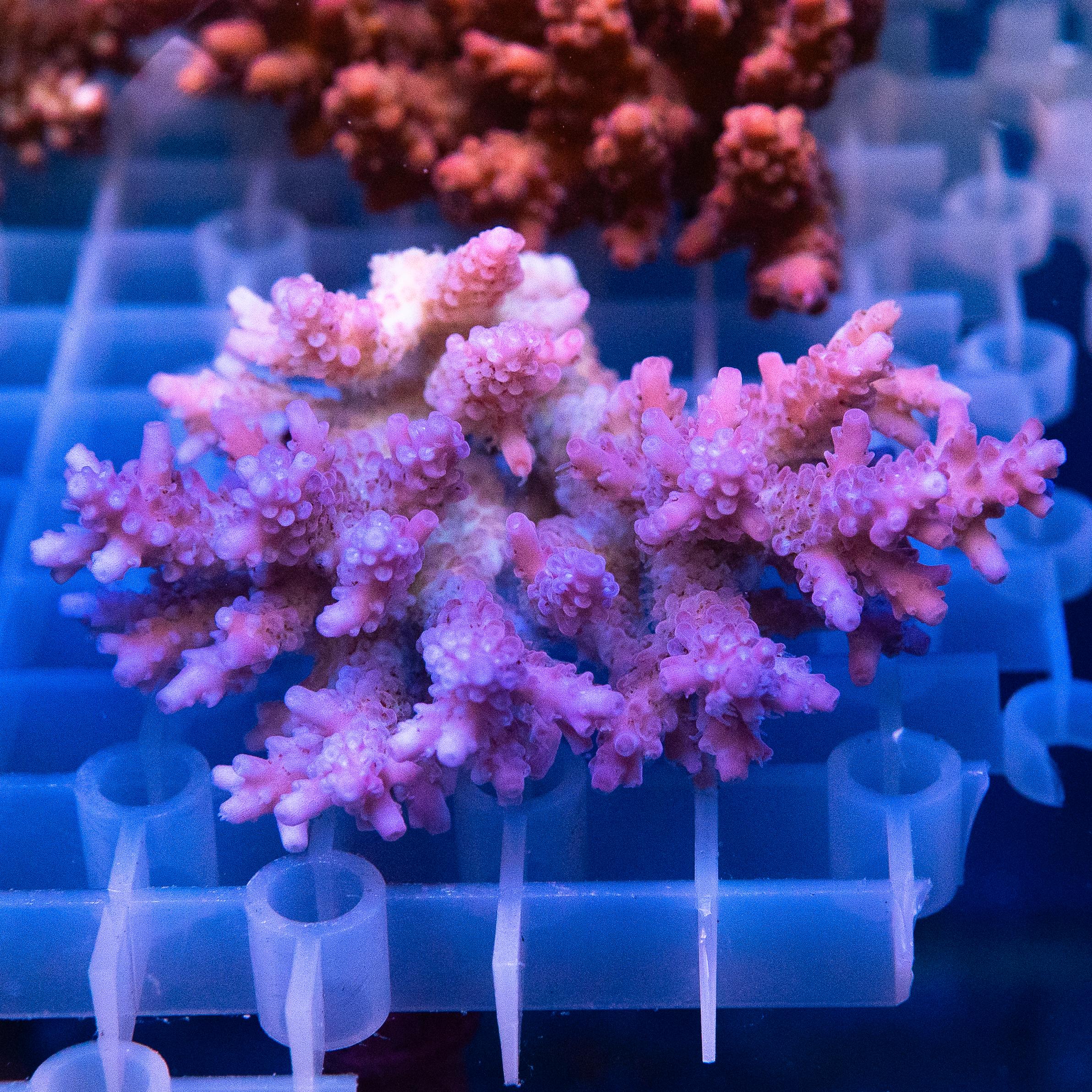 Acropora Colony (EA#465)