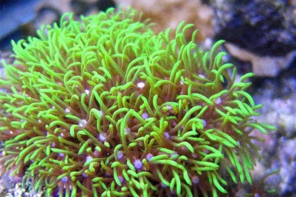 Green Star polyp
