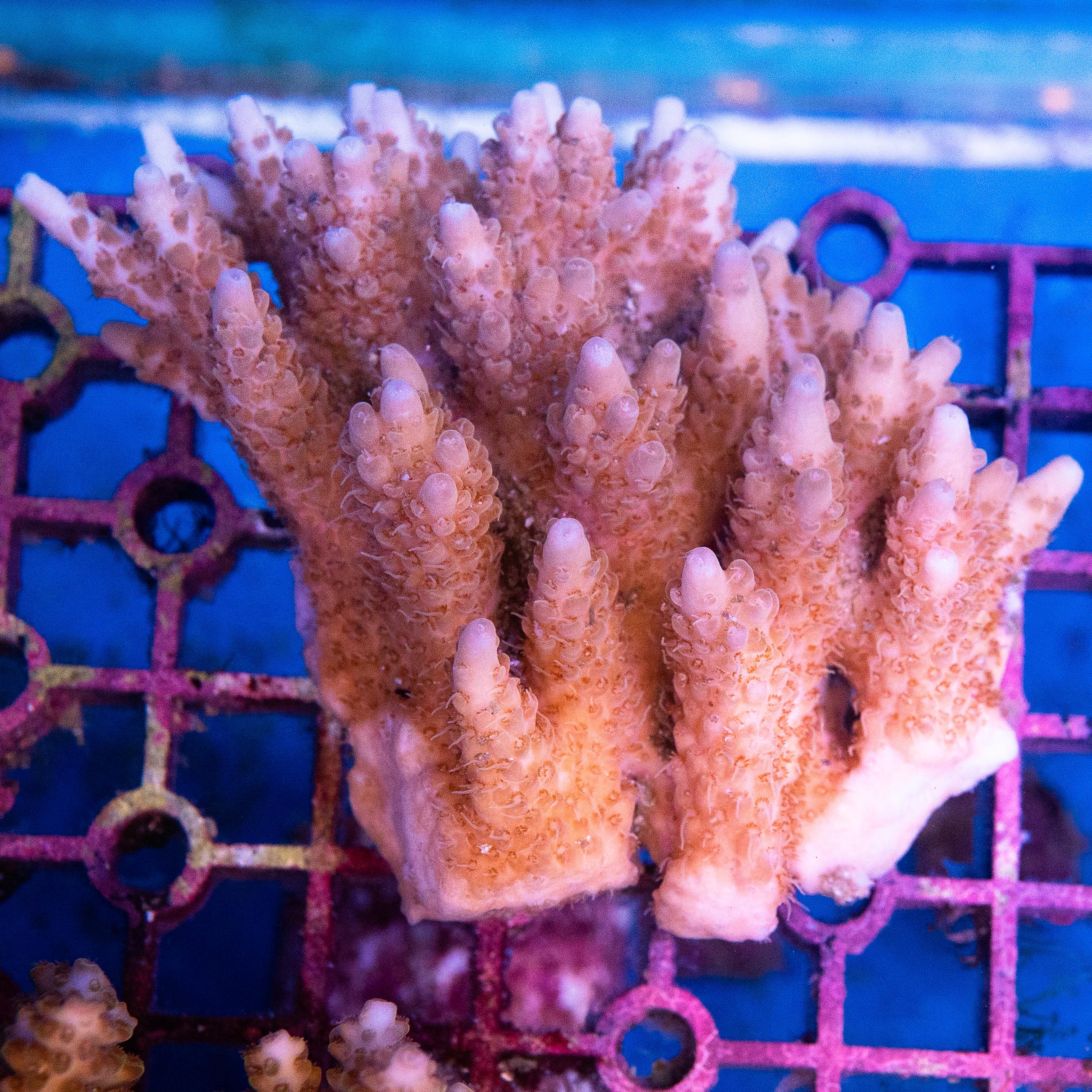 Acropora Colony (EA#394)