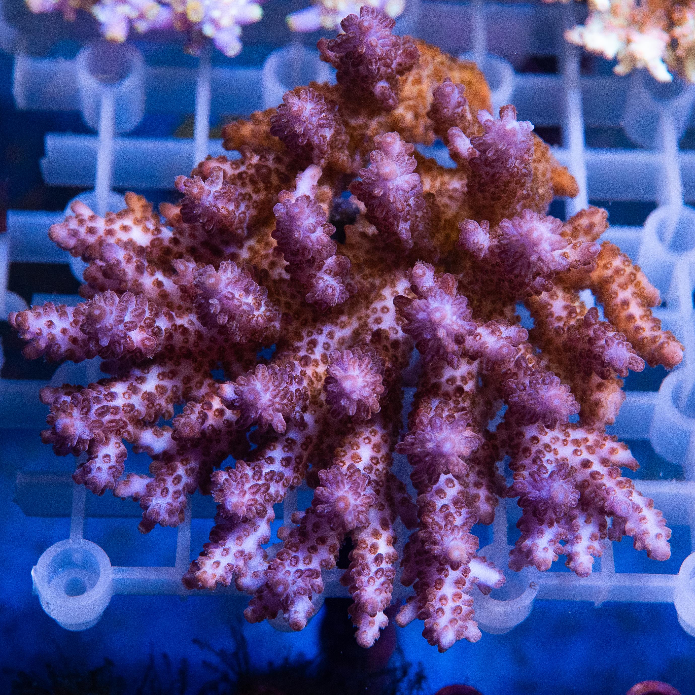 Acropora Colony (EA#401)