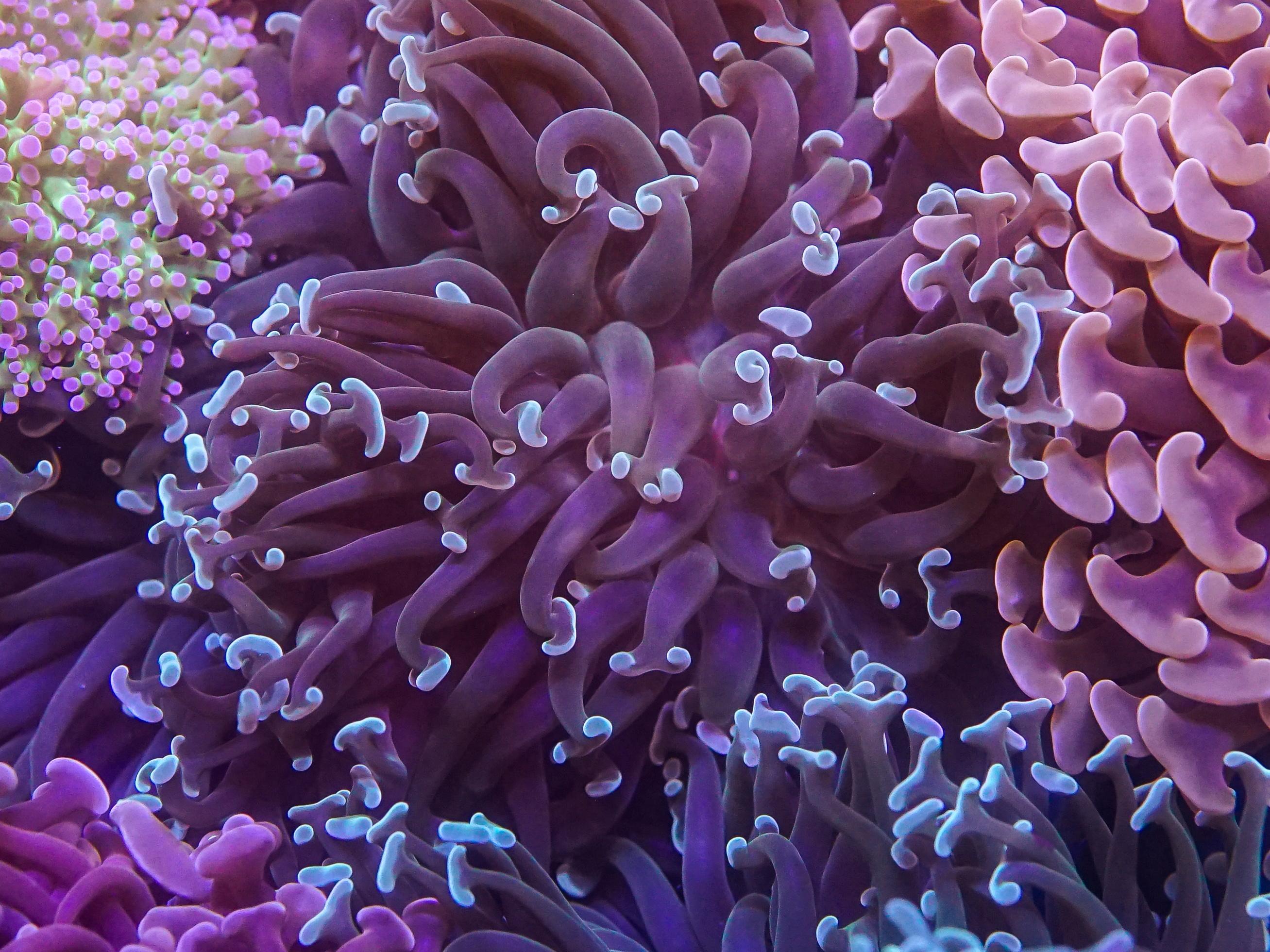 Green Hammer (EA#94)