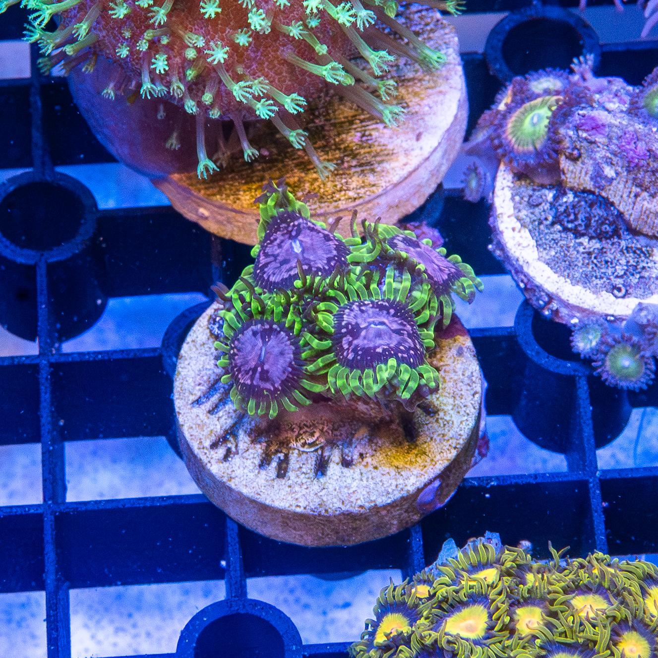 Frag - Zoanthids