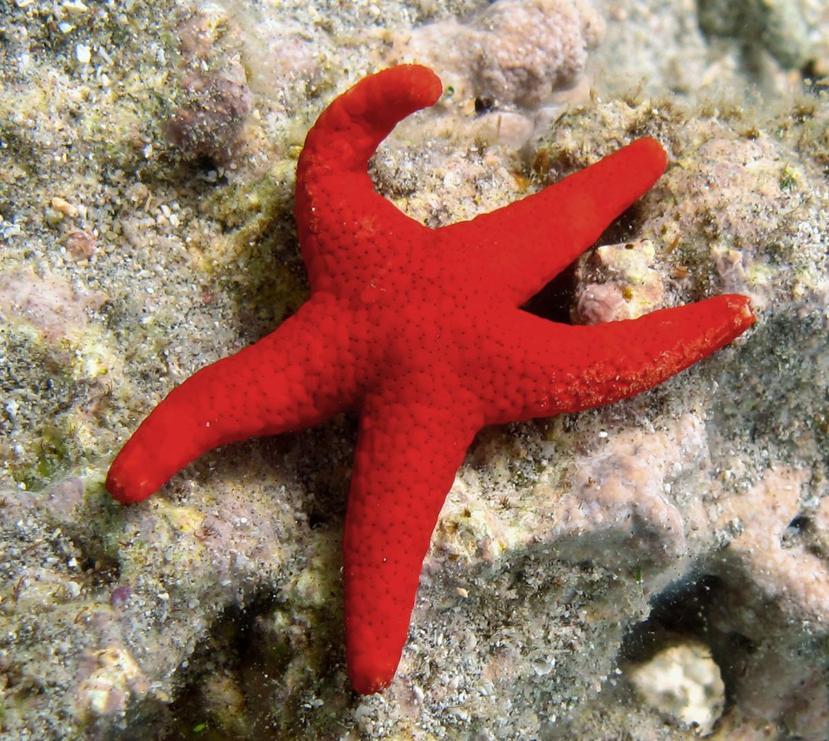 Red Fromia Starfish