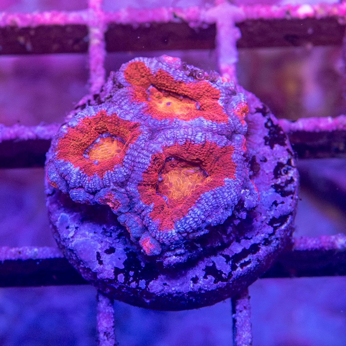 Frag - Micromussa lordhowensis