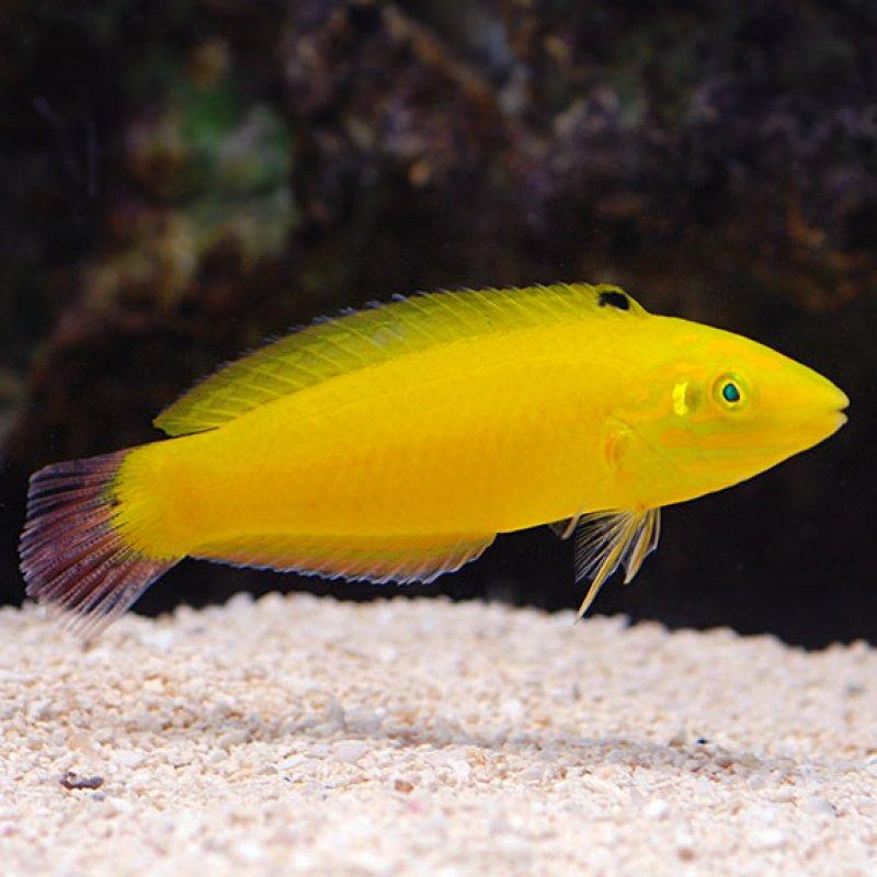 Banana Wrasse