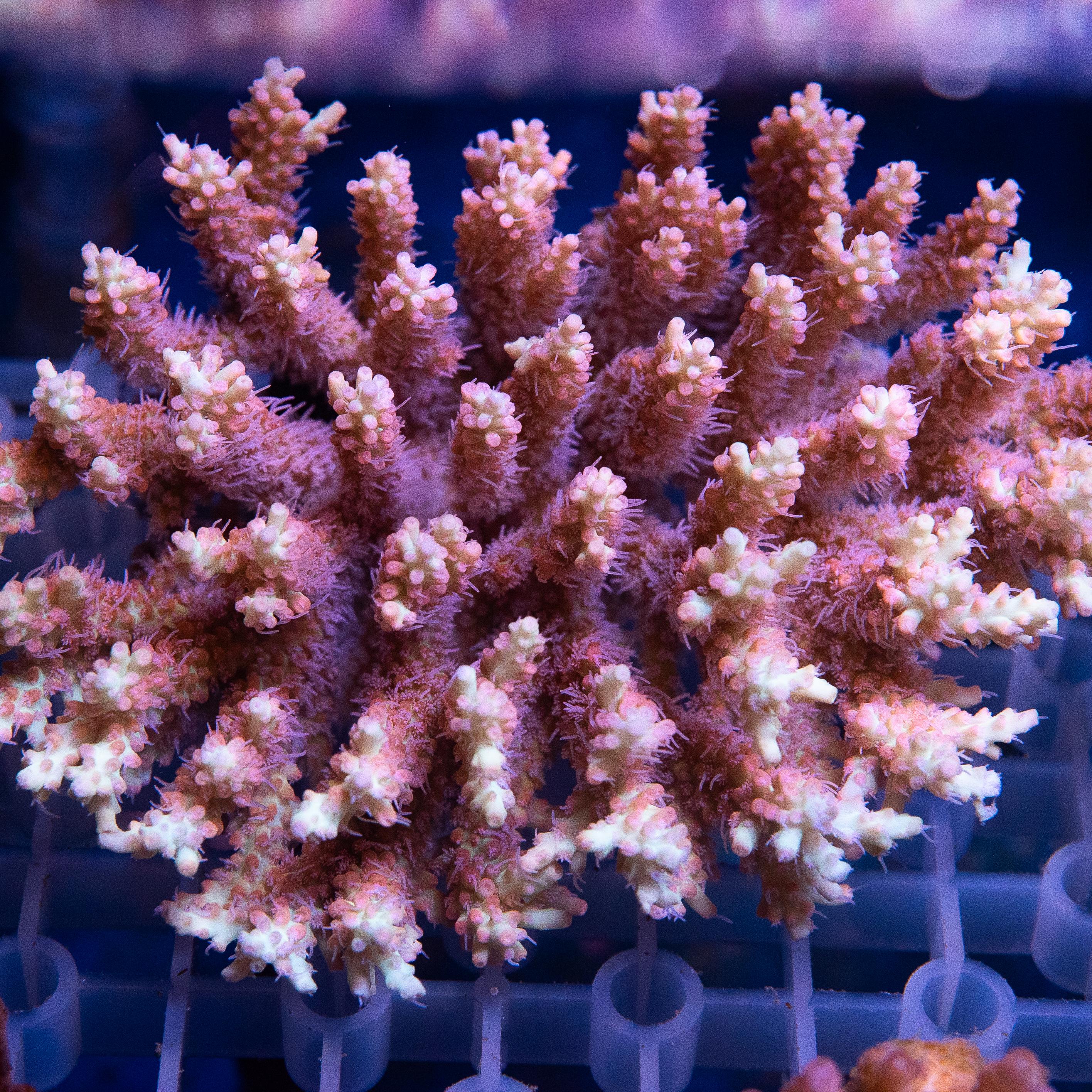 Acropora Colony (EA#407)