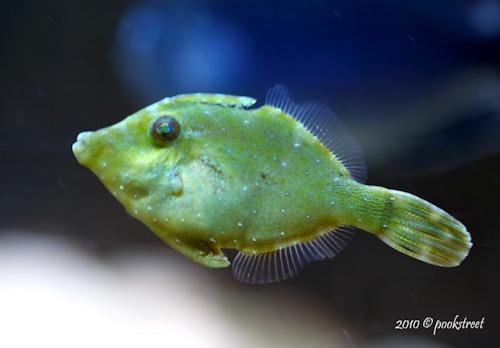 Green Filefish