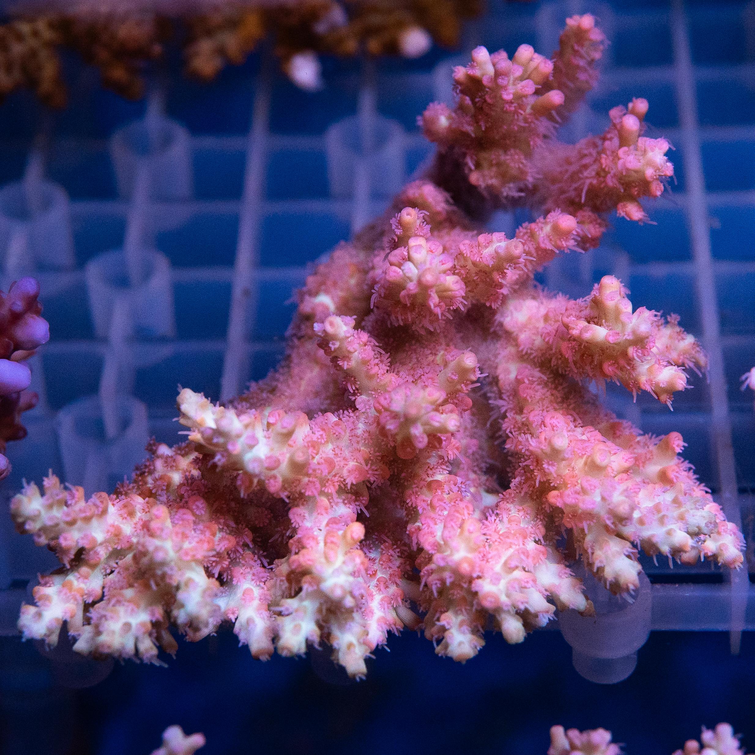 Acropora Colony (EA#442)
