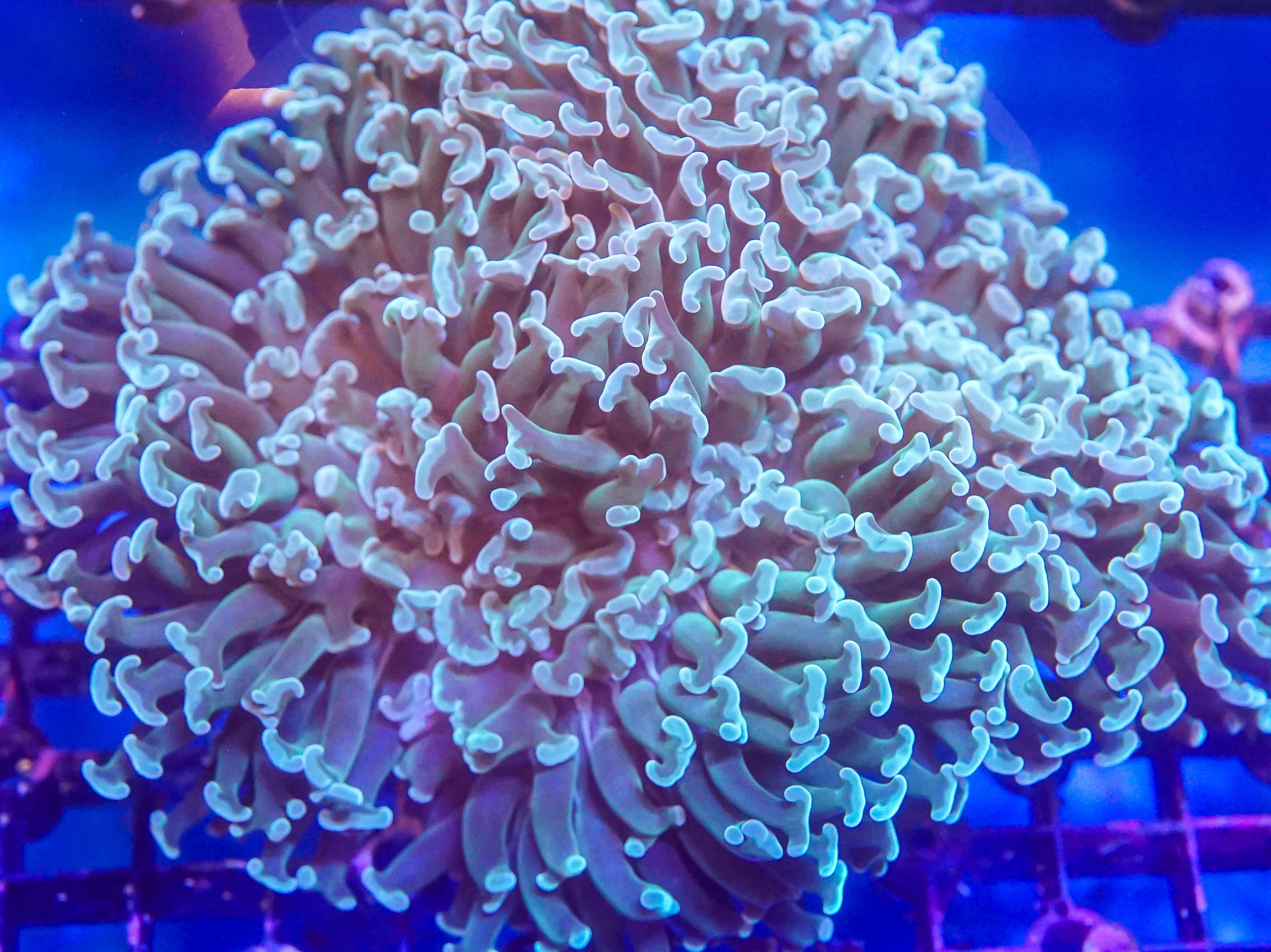 Green Hammer (EA#48)