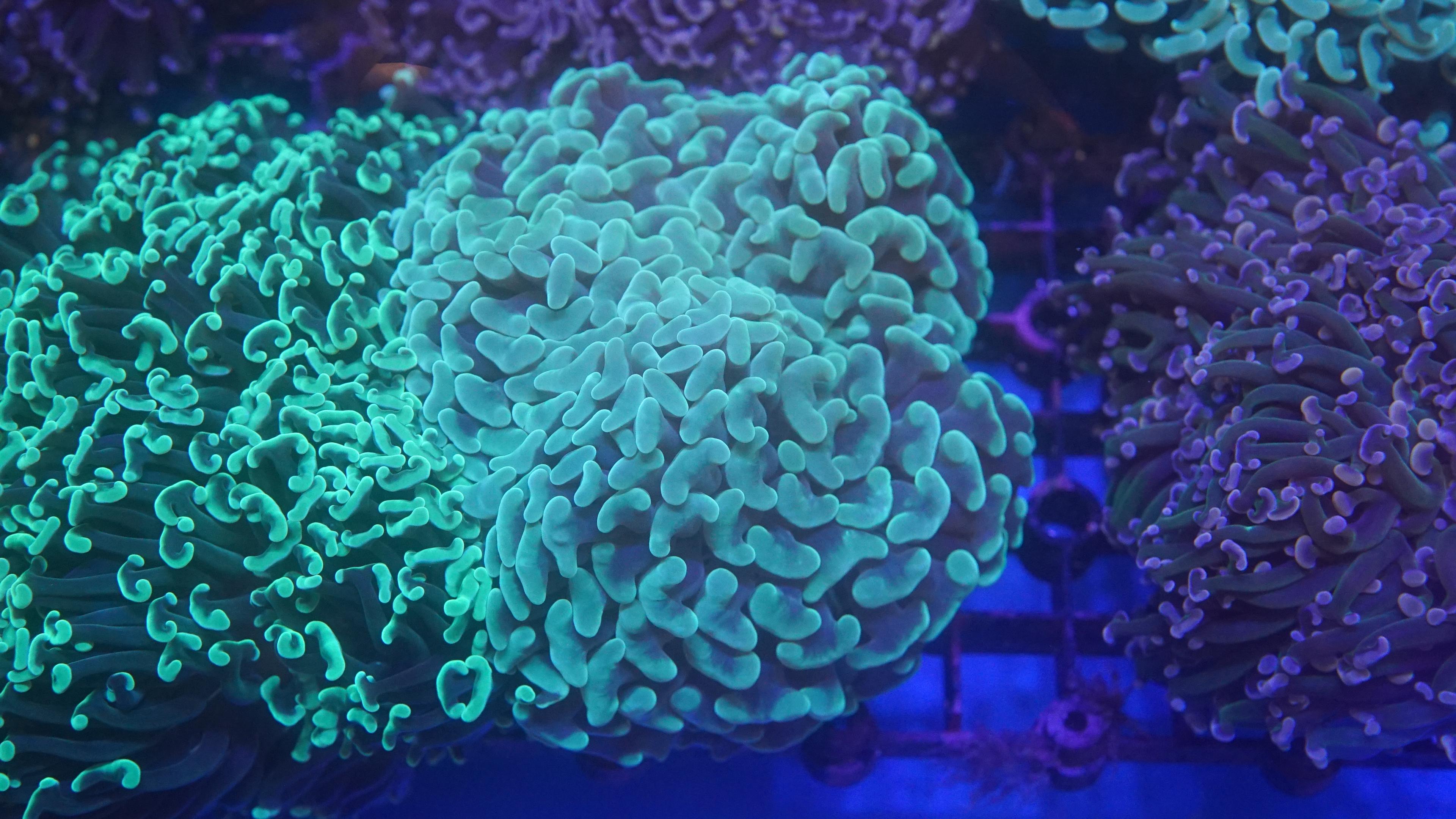 Green Hammer (EA#65)