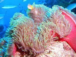 Magnifica Anemone