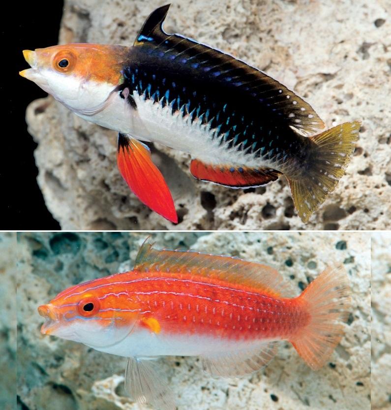 Monsoon Fairy Wrasse